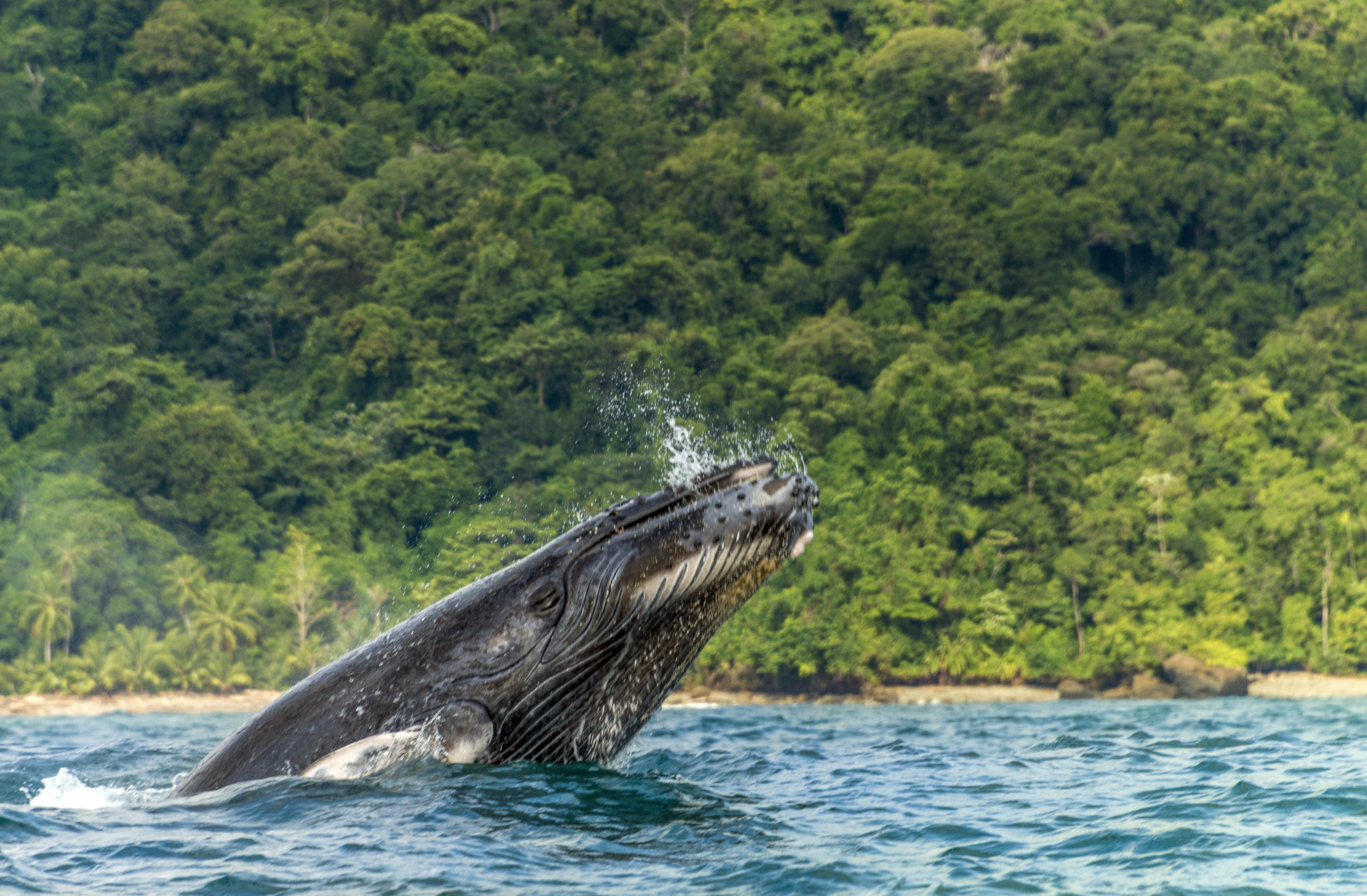 Fotografía cedida por el Ministerio de Ambiente de Colombia fechada en septiembre de 2014 que muestra ballenas jorobadas en el departamento del Chocó (Colombia). EFE/Ministerio de Ambiente de Colombia
