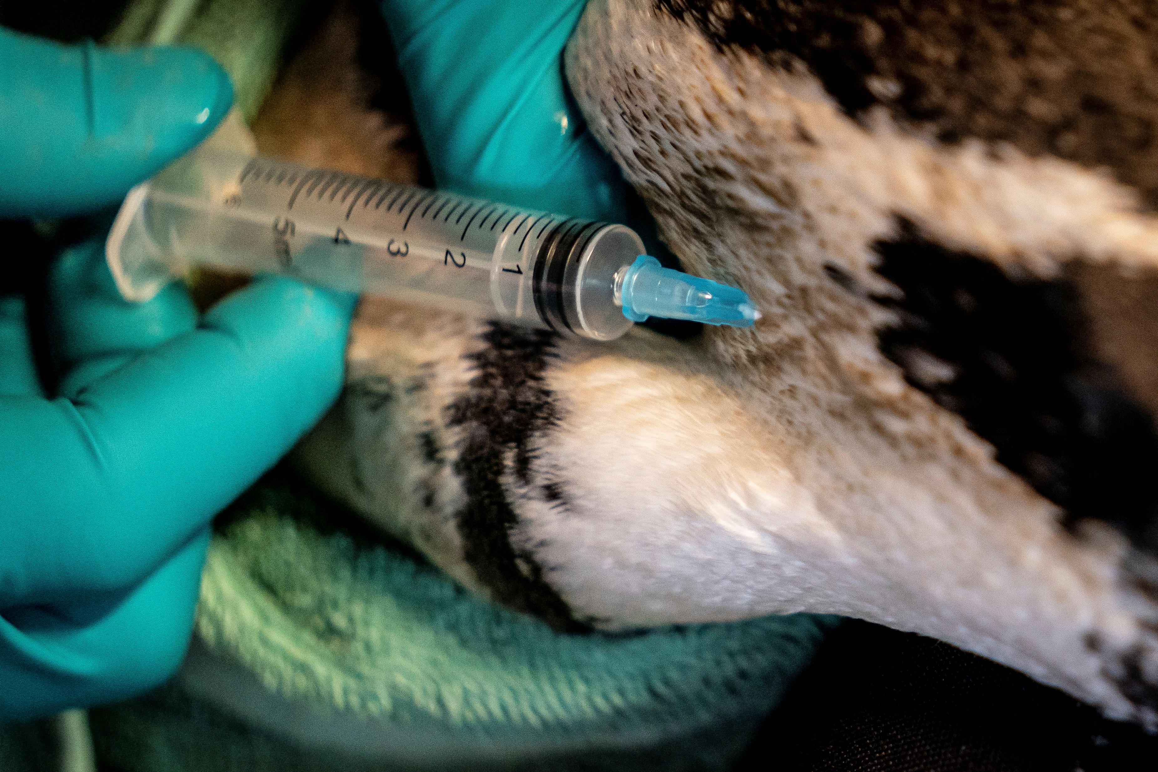 Existen vacunas para los animales contra la gripe aviar, pero las fórmulas para proteger a los humanos aún están en estudio (Reuters)