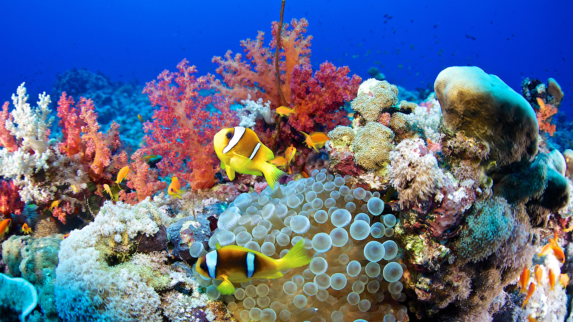 “Los peces proporcionan el 20% de las proteínas animales a unos 3.000 millones de personas”