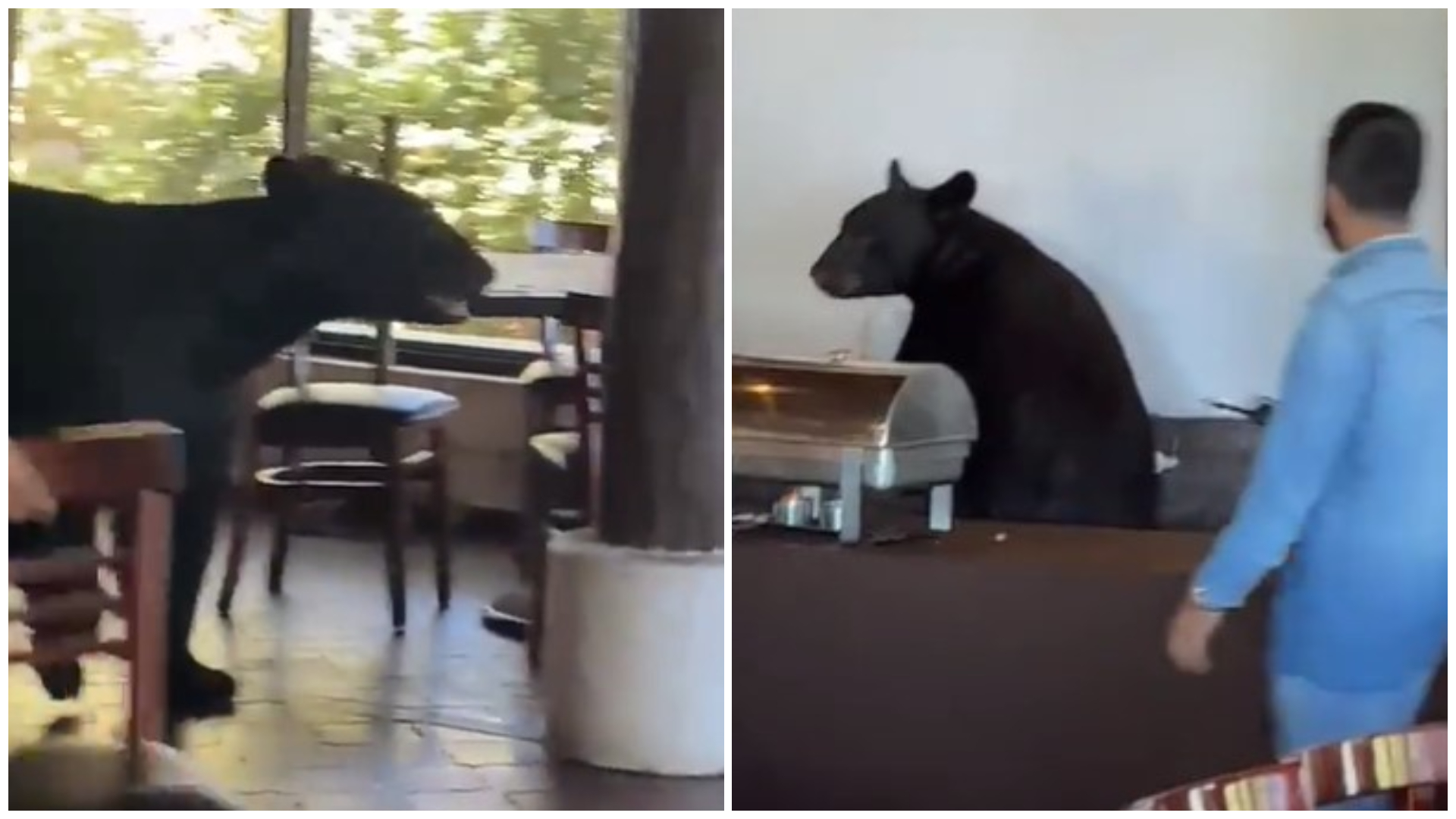 El momento en que un oso negro entró a un restaurante de Chipinque