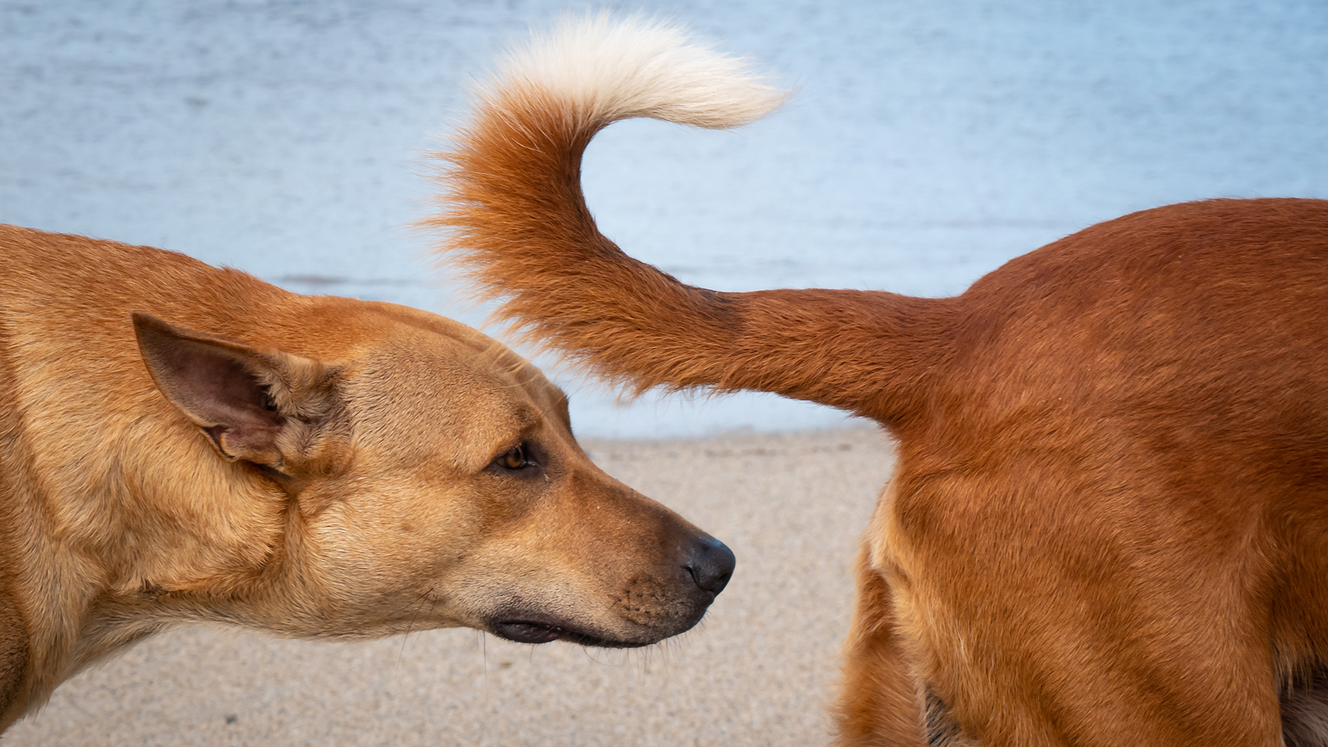 Entre las muchas funciones del olfato de los perros se encuentra identificarse entre ellos