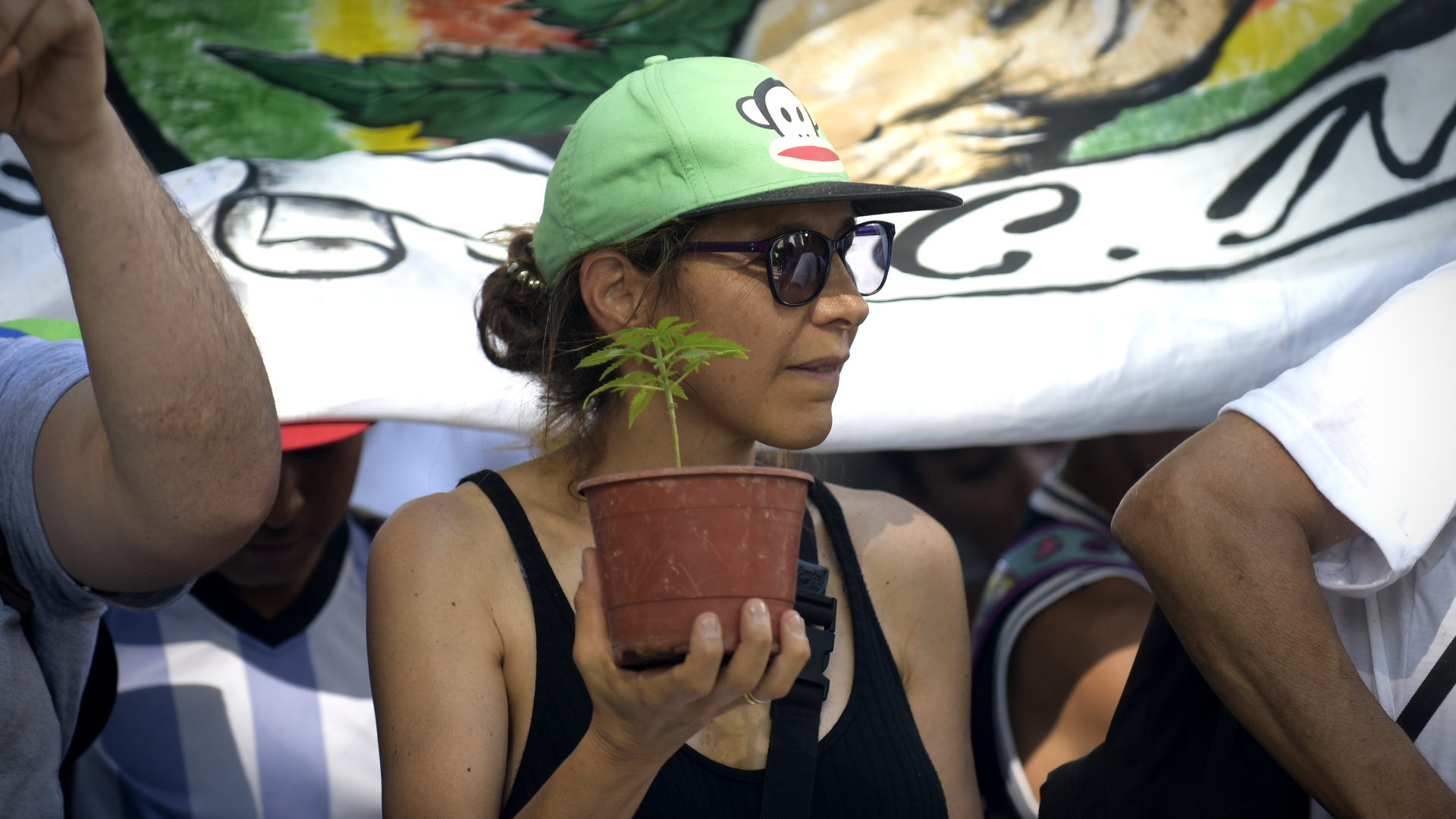 Cannabis Medicinal Con Una Audiencia Pública La Corte Comenzó A Tratar Un Reclamo Por 1580