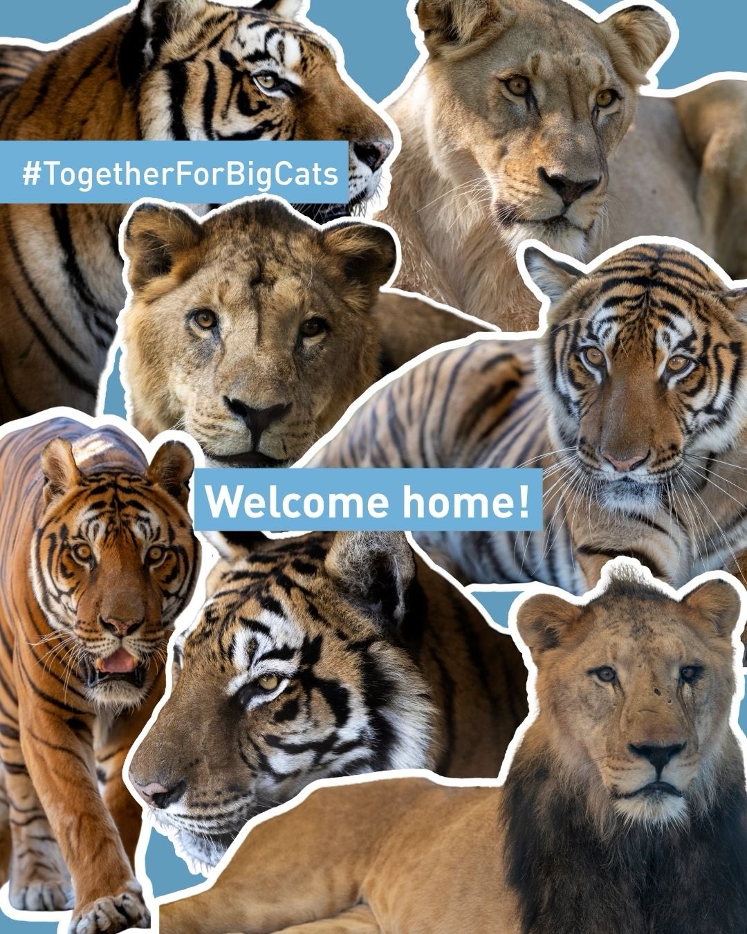 Liberaron en santuarios de Sud&aacute;frica y Estados Unidos a los felinos que fueron trasladados desde el ex zoo de Luj&aacute;n