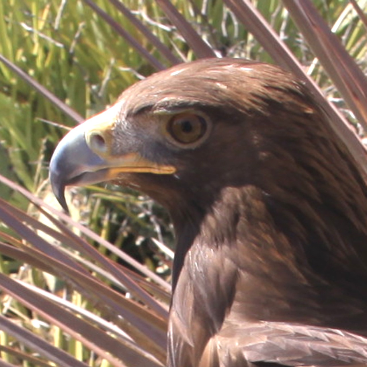La vista del águila real es ocho veces más poderosa que la del ser humano. (Fuente: www.gob.mx)