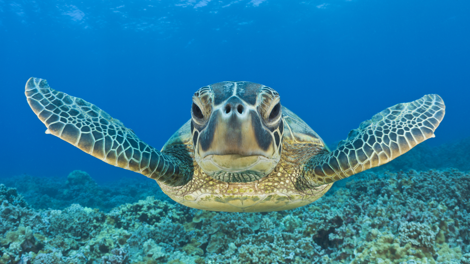 La tasa de envejecimiento de la mayoría de las especies de tortugas es  casi plana, independientemente de su edad.(Getty Images)