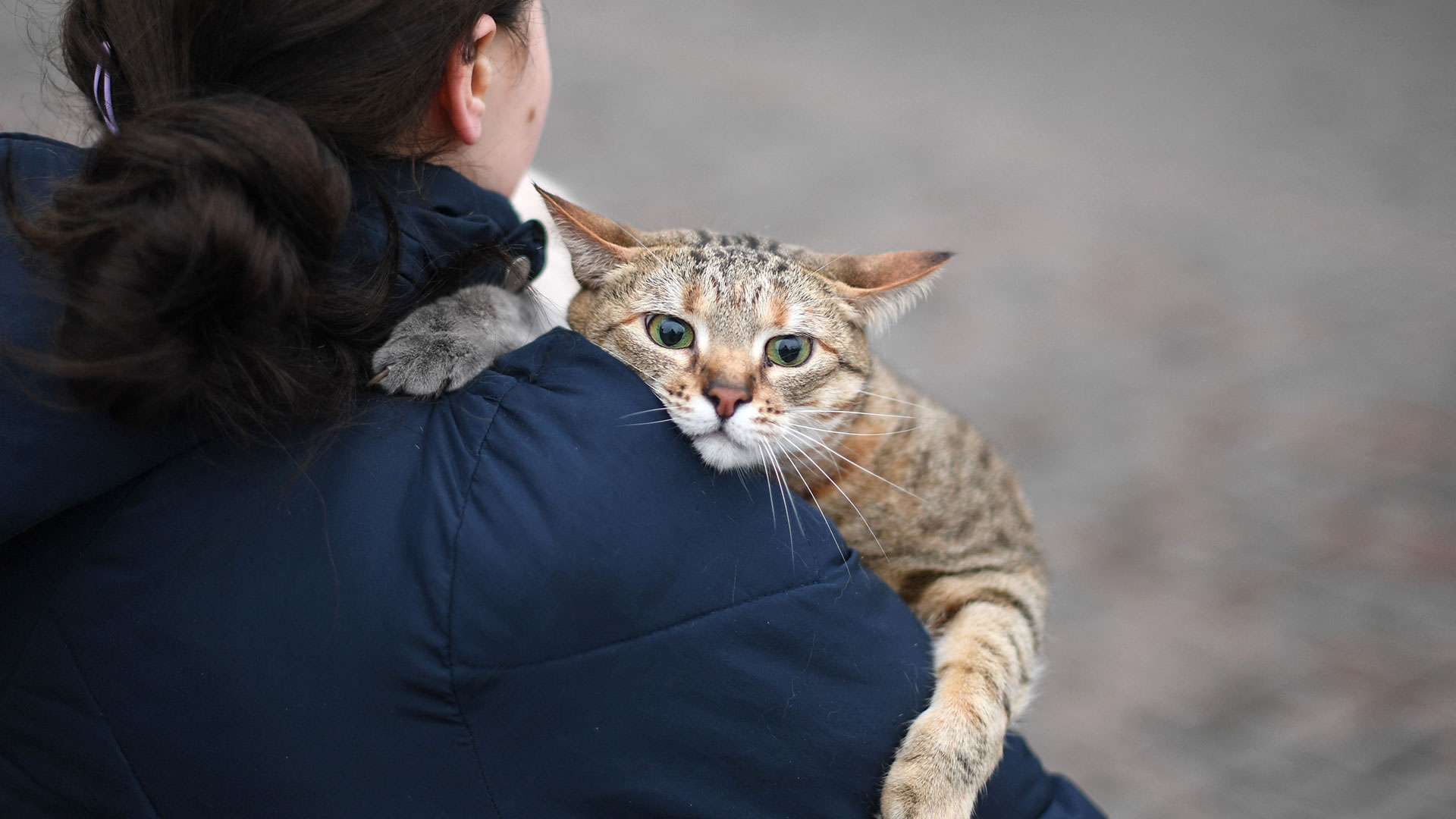 El maullido es un sonido reservado para la comunicación con los seres humanos tal vez surgido en el gato doméstico como la imitación forzada de la voz humana (AFP)