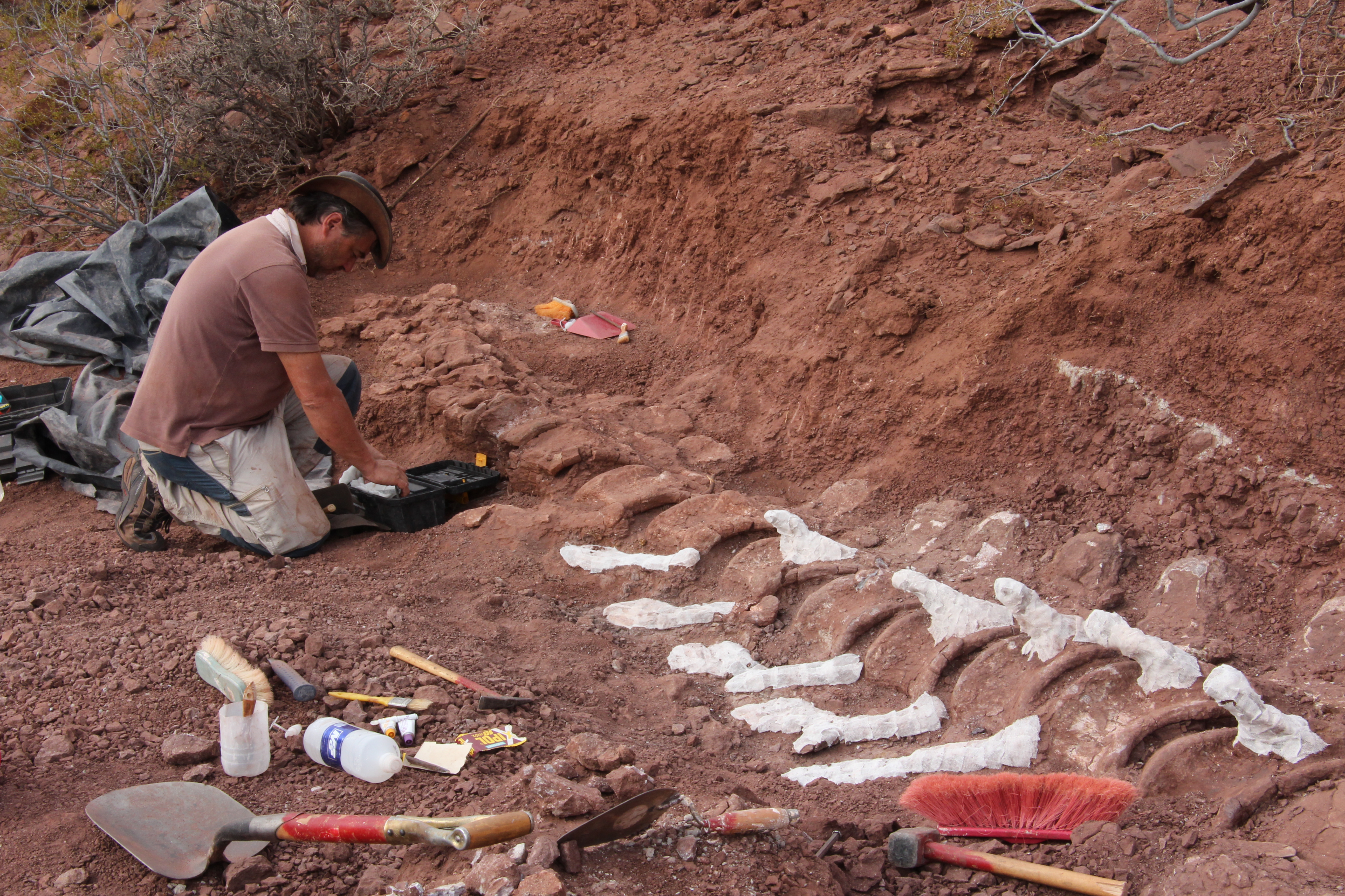 Un científico del Conicet La Plata que participó del hallazgo de un gigantesco dinosaurio “cuello largo” en Neuquén, advirtió este jueves que “debería haber más huesos” y que “se podrán ver cuando se pueda continuar con las excavaciones”