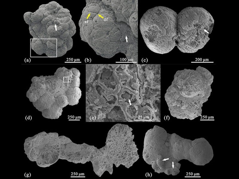17-08-2021 Aspecto de los fósiles de algas multicelulares datdas en el Cámbrico.

Algas multicelulares grandes del Periodo Cámbrico han sido caracterizadas en una formación rocosa en el sur de la provincia de Shaanxi, en China.

POLITICA INVESTIGACIÓN Y TECNOLOGÍA
ZHENG ET AL., 2021,
