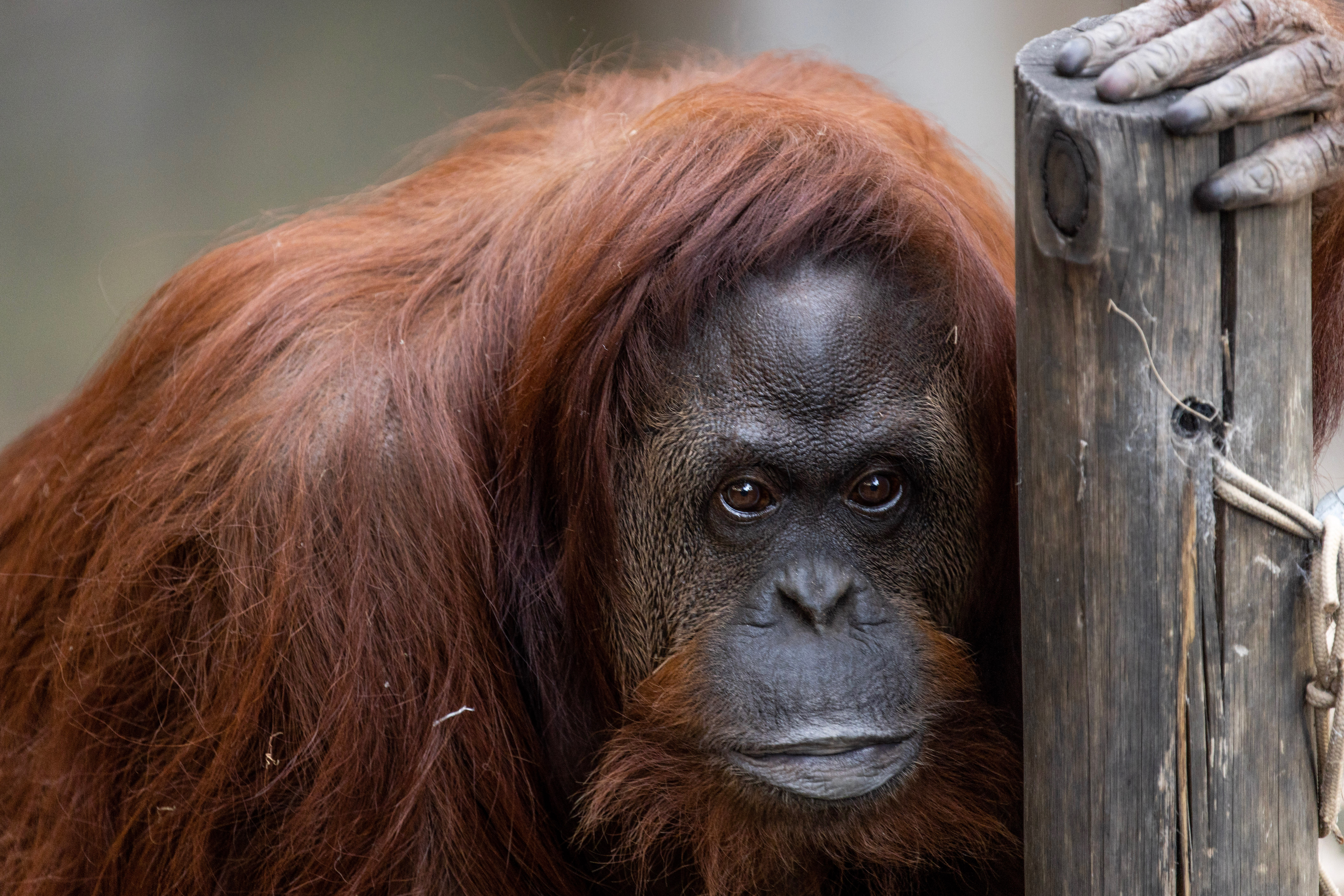 La orangutana Sandra, poco antes de su traslado a un santuario en Florida (Tomas F. Cuesta)