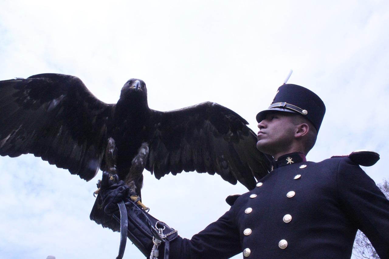 El águila real mide un metro de alto y alcanza hasta los 2.20 metros con las alas extendidas. (Foto: www.gob.mx)