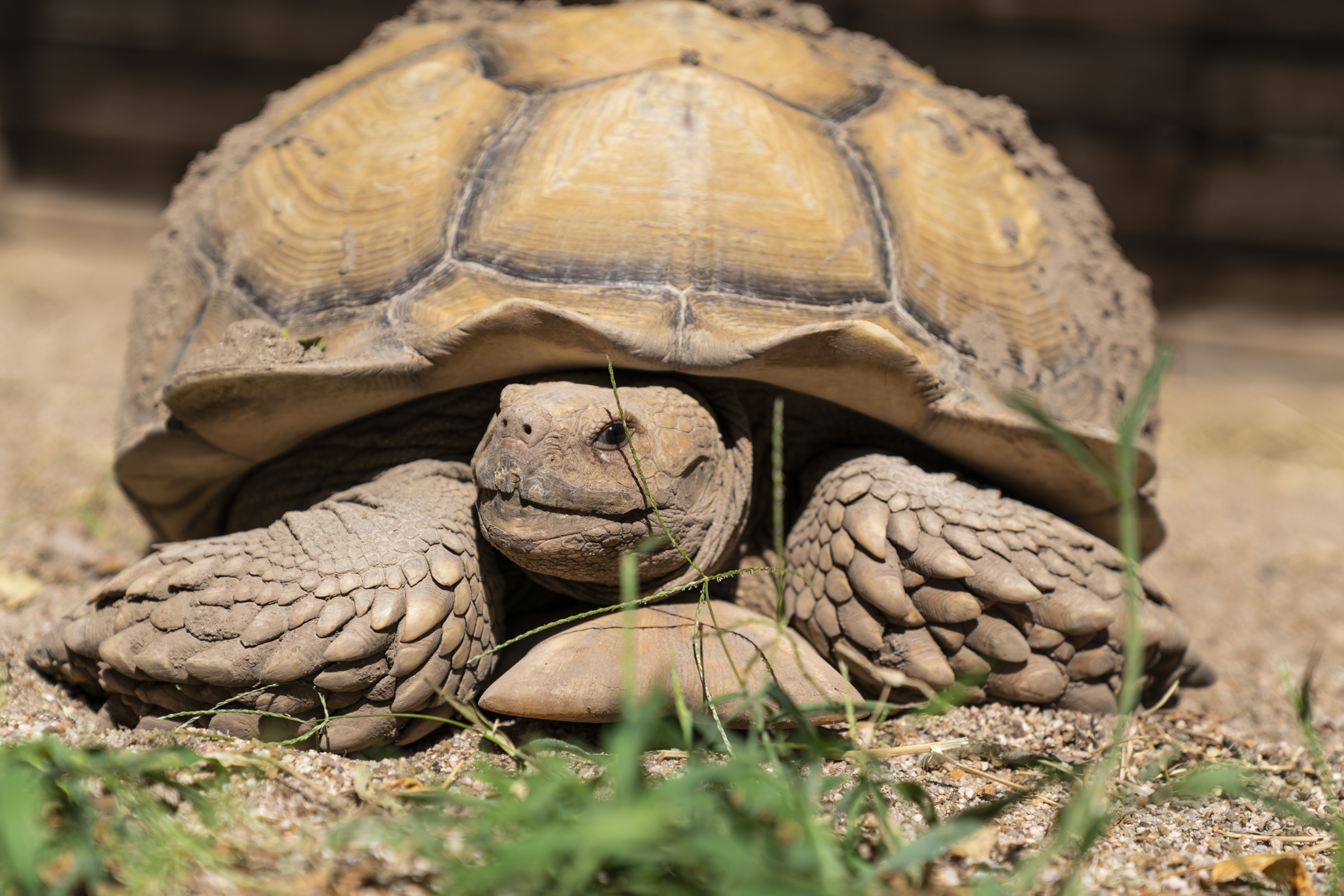 In Argentina, the trafficking of tortoises is the main one among this group of reptiles, followed by aquatic ones.