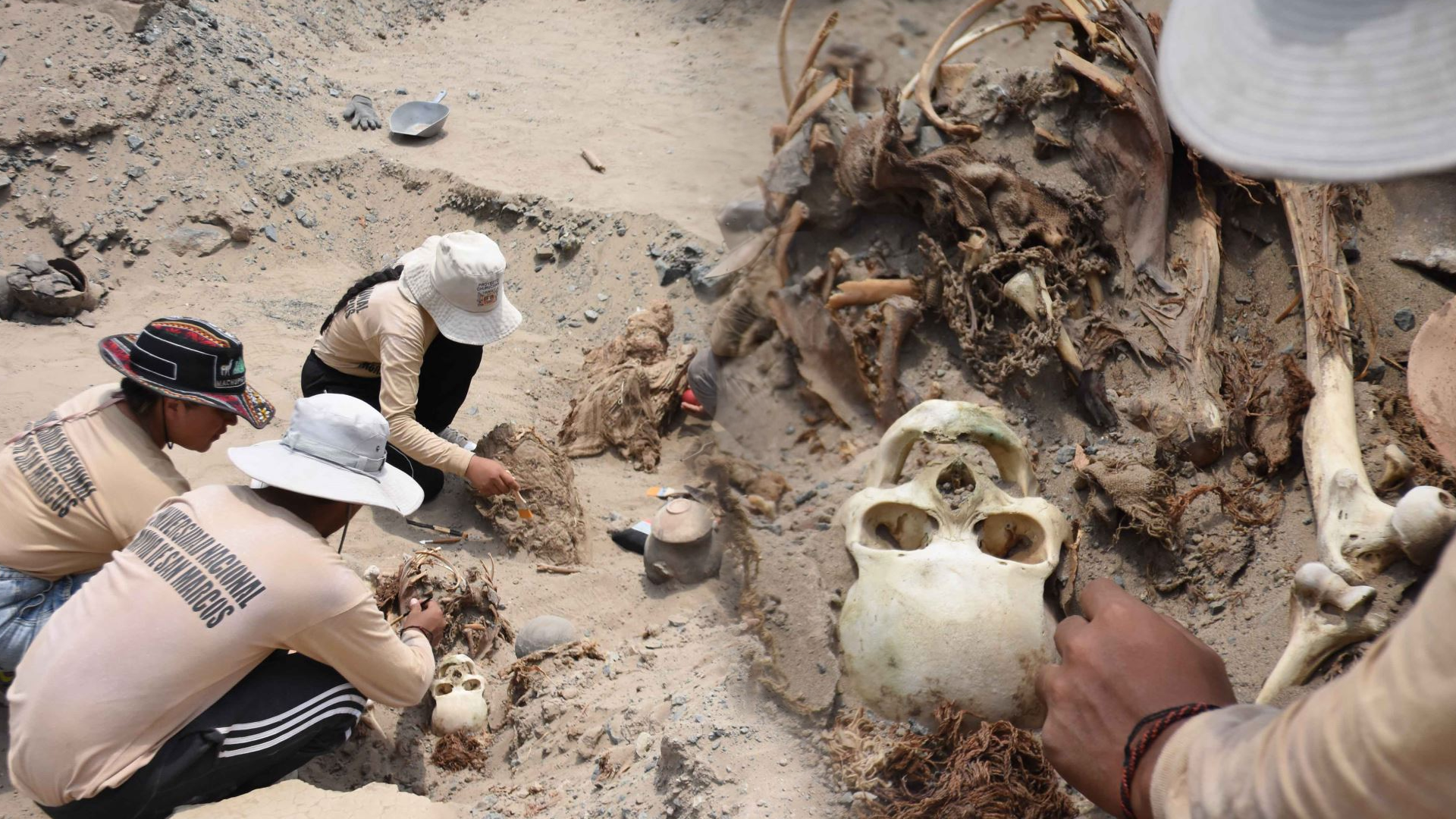 Arqueólogos de San Marcos descubren ritual funerario con restos humanos de la cultura Chancay
