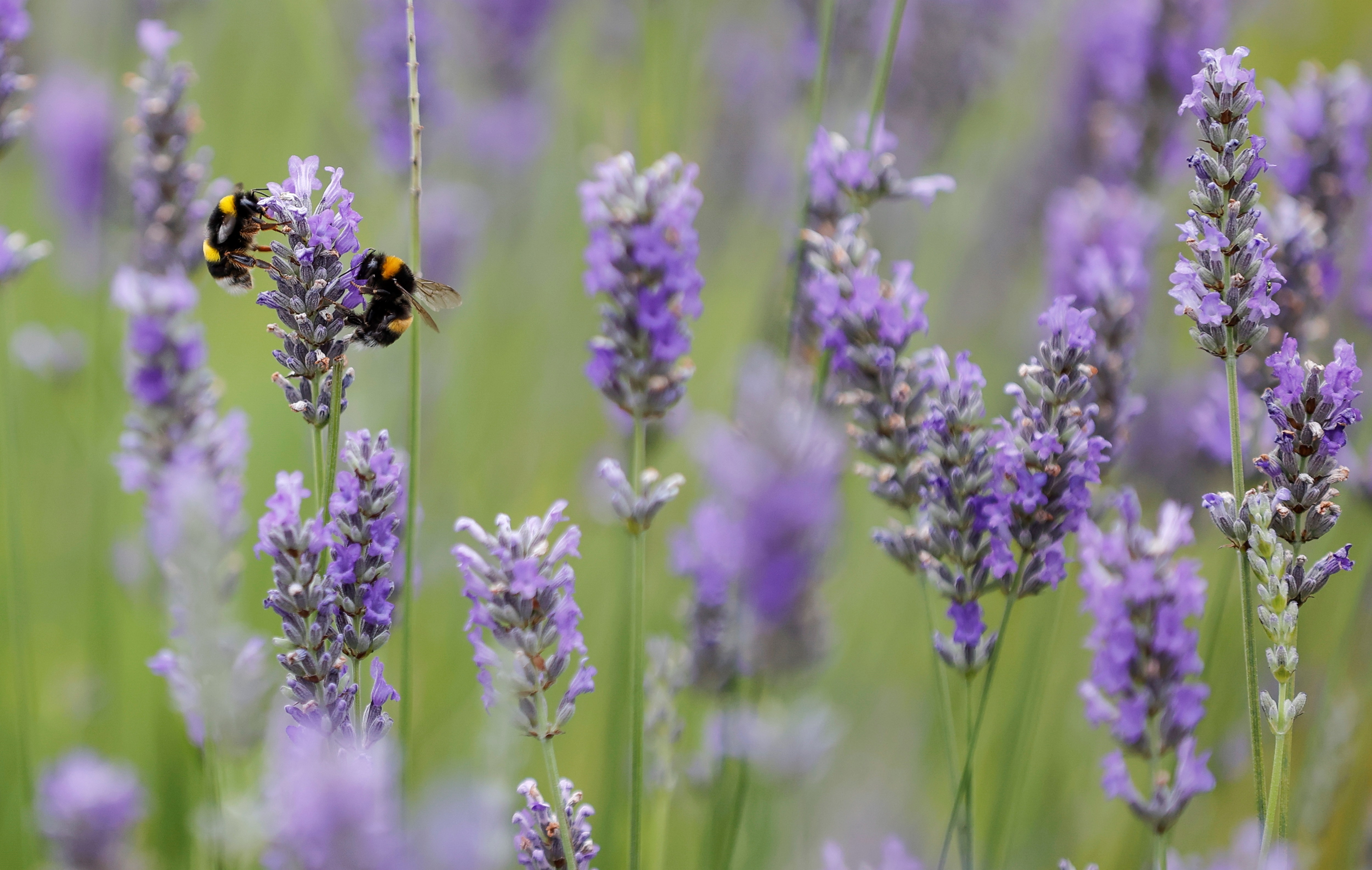 Fotografía de  abejas buscando néctar y polen.  EFE/Javier Etxezarreta/Archivo
