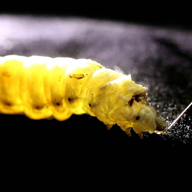 Crearon un “gusano digital” para develar los misterios que hay detrás de la seda más fina del mundo 