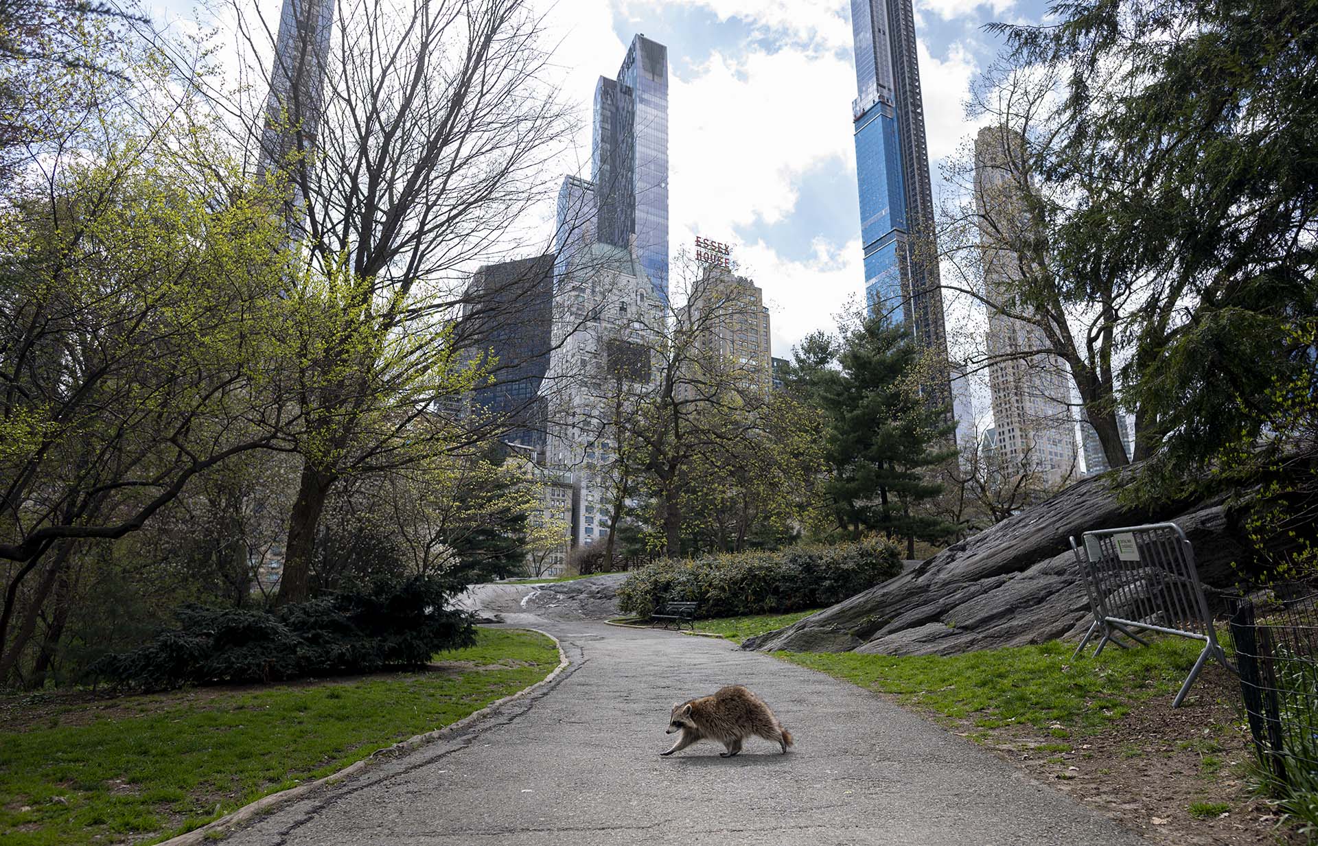 Un mapache camina por un desértico Central Park en una Nueva York en cuarentena (16 de abril) 