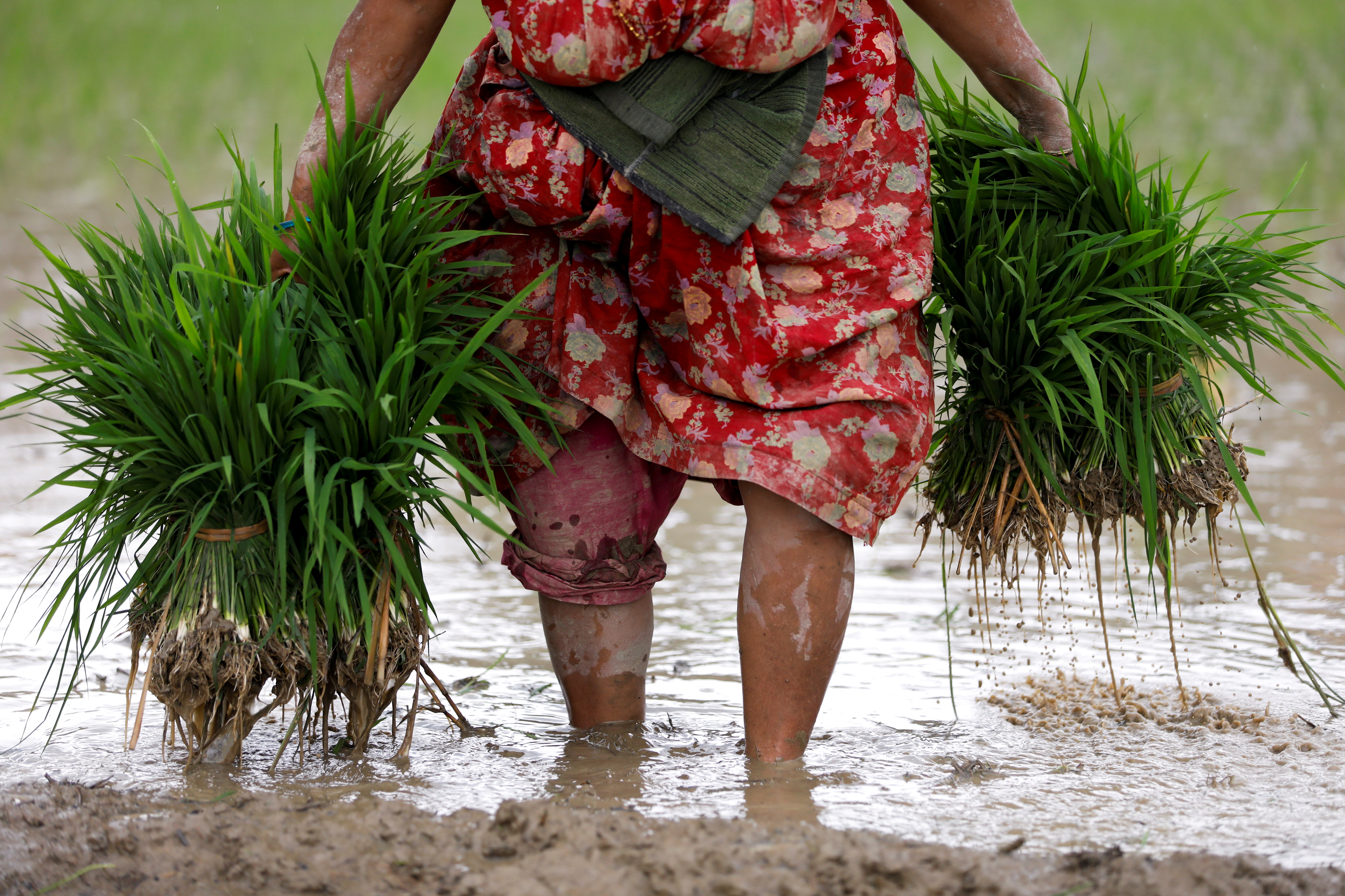 Una agricultora lleva muestras de arroz mientras se prepara para plantarlas en un campo en Bhaktapur, Nepal, el 28 de junio. 2021. (REUTERS/Navesh Chitrakar)