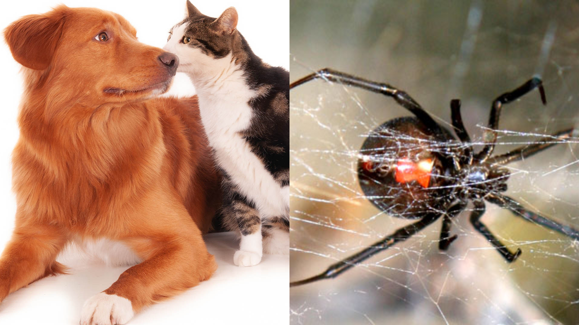 Qué hacer si una araña viuda negra muerde a tu perro o gato