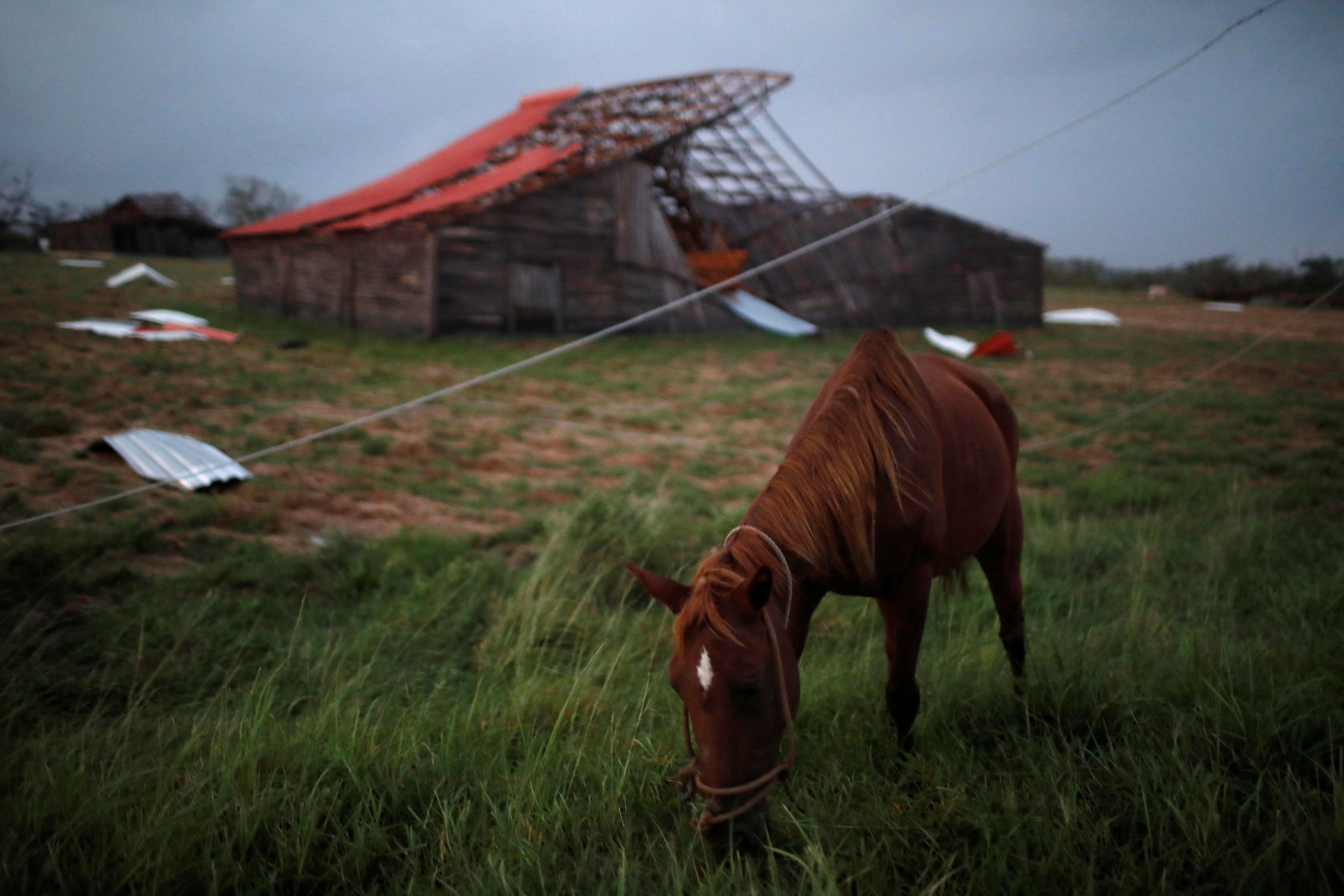 A horse is seen in front of a destroyed house in the aftermath of Hurricane Ian in Puerta de Golpe, Cuba, September 27, 2022. REUTERS/Alexandre Meneghini