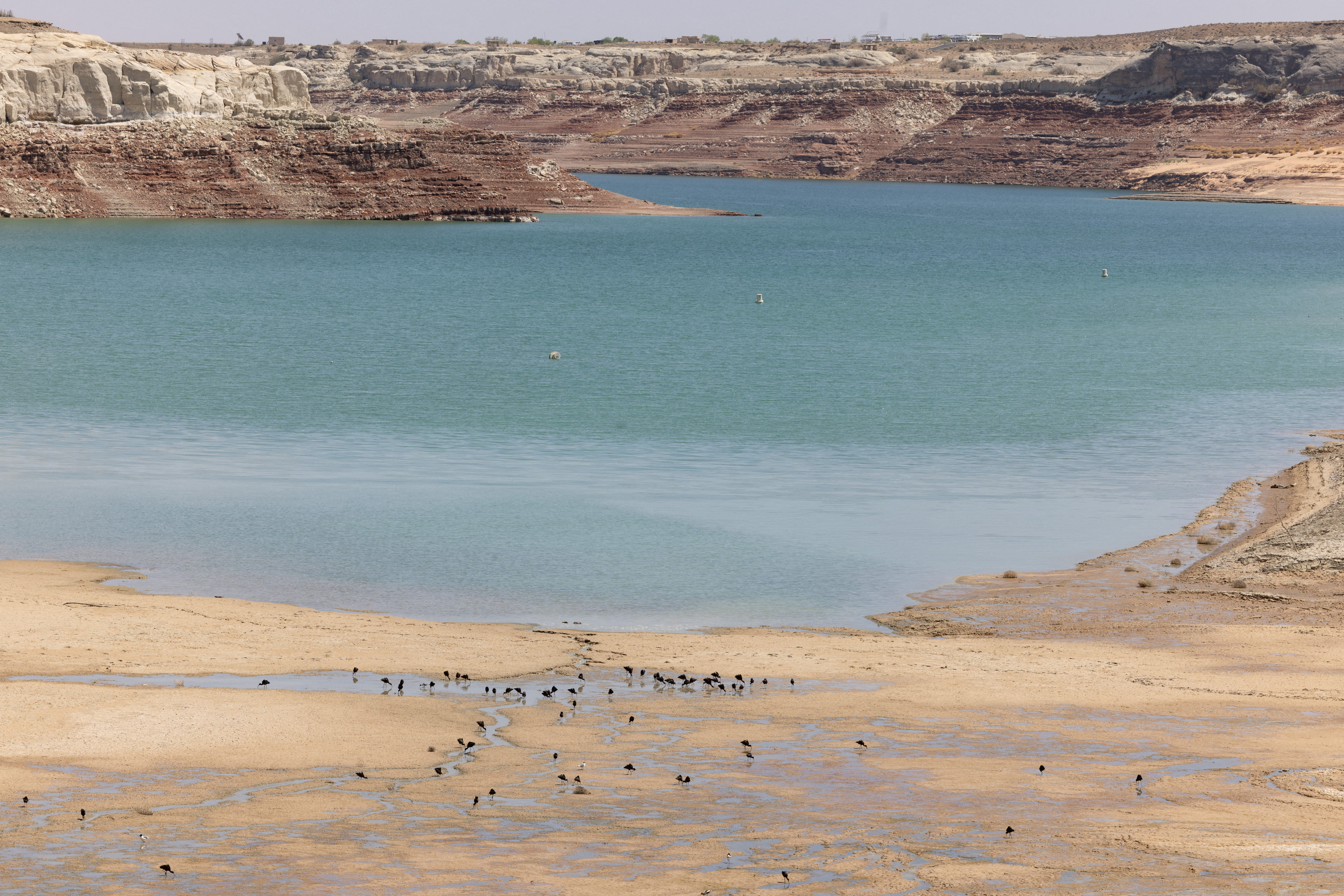 Pájaros beben de las aguas que retroceden cerca de Lone Rock Beach, una popular zona de recreo que solía estar bajo el agua, en el lago Powell. El segundo embalse más grande del país ha caído a los niveles más bajos registrados desde que se creó el lago al represar el río Colorado en la década de 1960. Foto tomada en Big Water, Utah, Estados Unidos, el 20 de abril de 2022 (REUTERS/Caitlin Ochs)