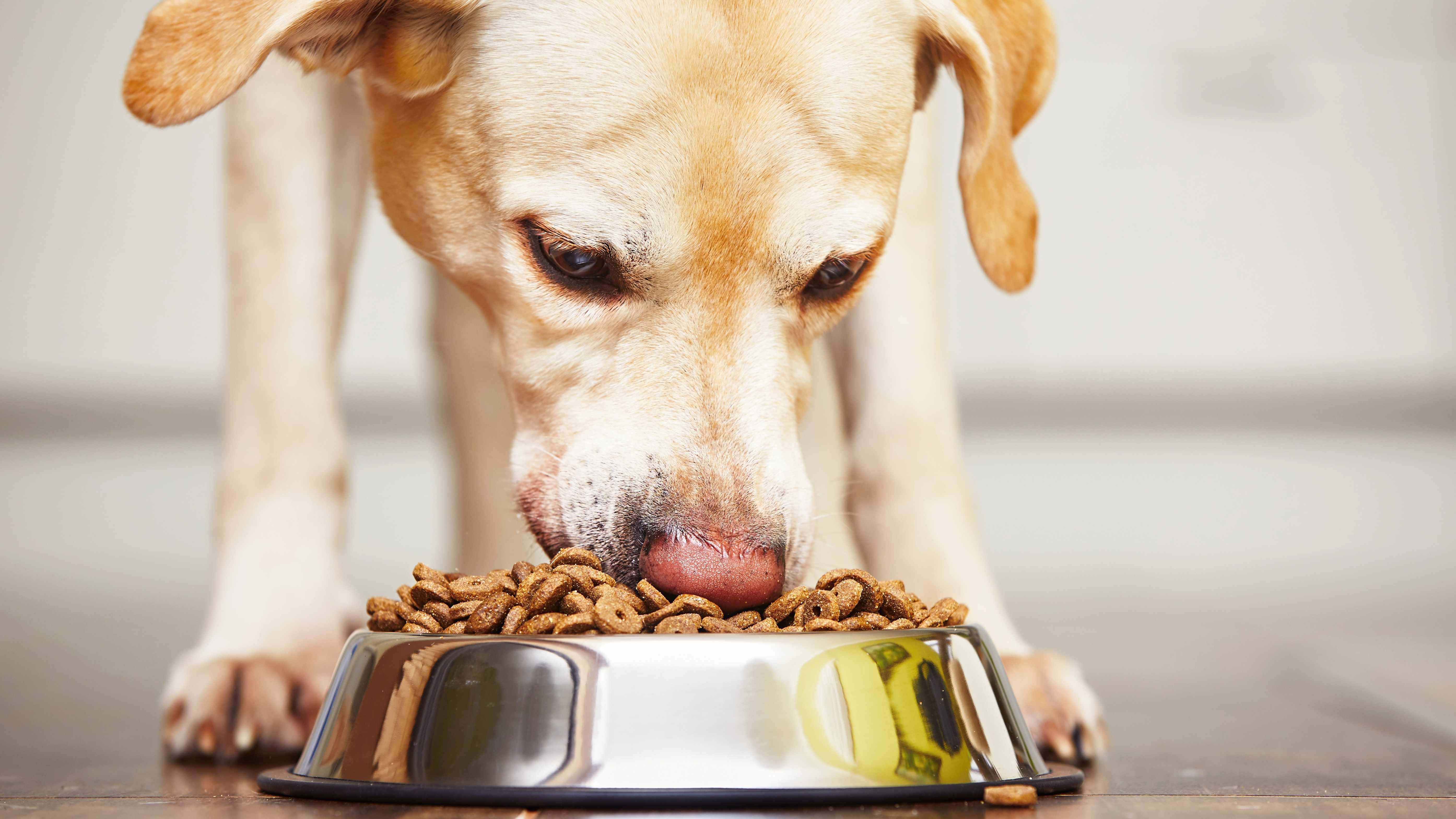 política rifle Entender mal Por qué el alimento balanceado es la mejor dieta para los perros - Infobae
