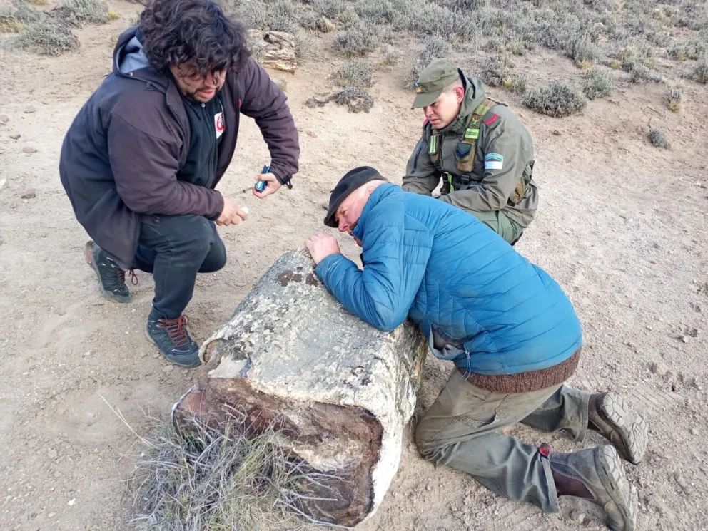 Hallaron tres bosques petrificados de 50 millones de a&ntilde;os en R&iacute;o Negro que revelan una Patagonia desconocida