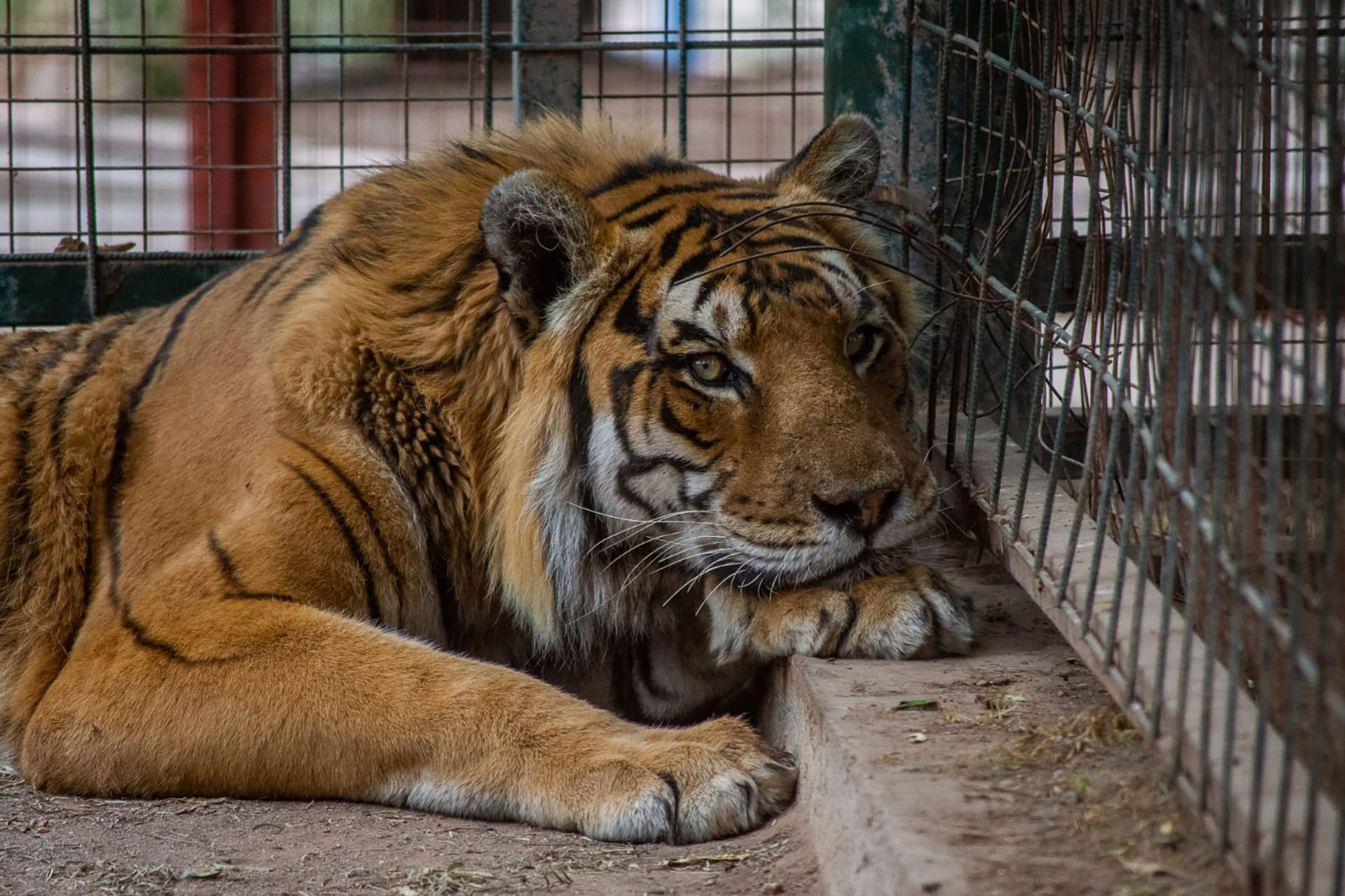 Zaira, la tigresa jefa de la manada