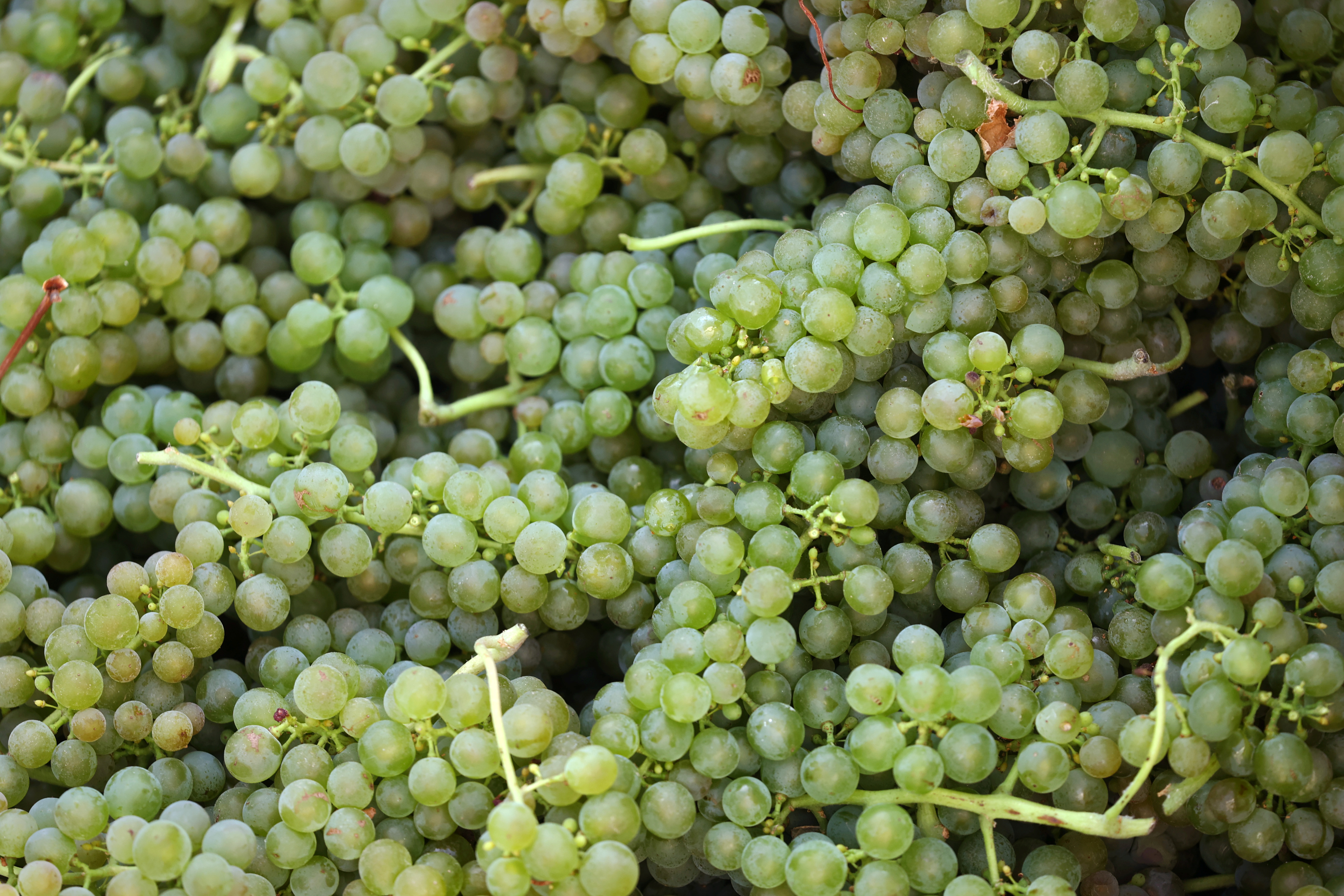 Las uvas ofrecen un sinfín de beneficios: son antioxidantes, diuréticas, depurativas, antiinflamatorias, reducen la fatiga y el estrés (REUTERS)