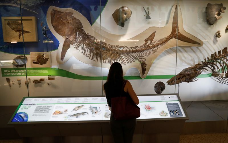 Sala de fósiles del Museo de Historia Natural Smithsonian, en Washington (REUTERS/Kevin Lamarque)
