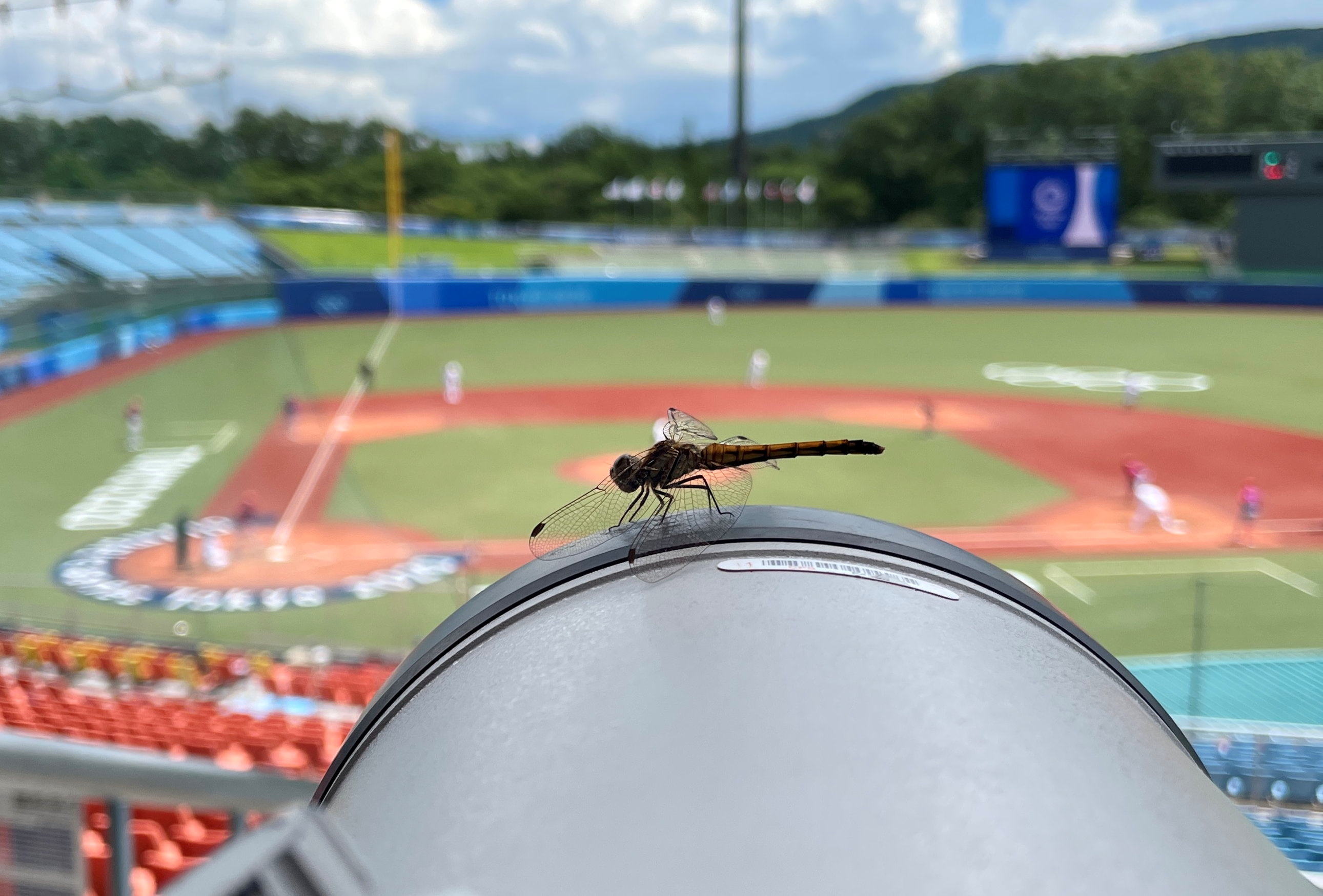 Una pequeña libélula se postra en el lente de la cámara en el beisbol