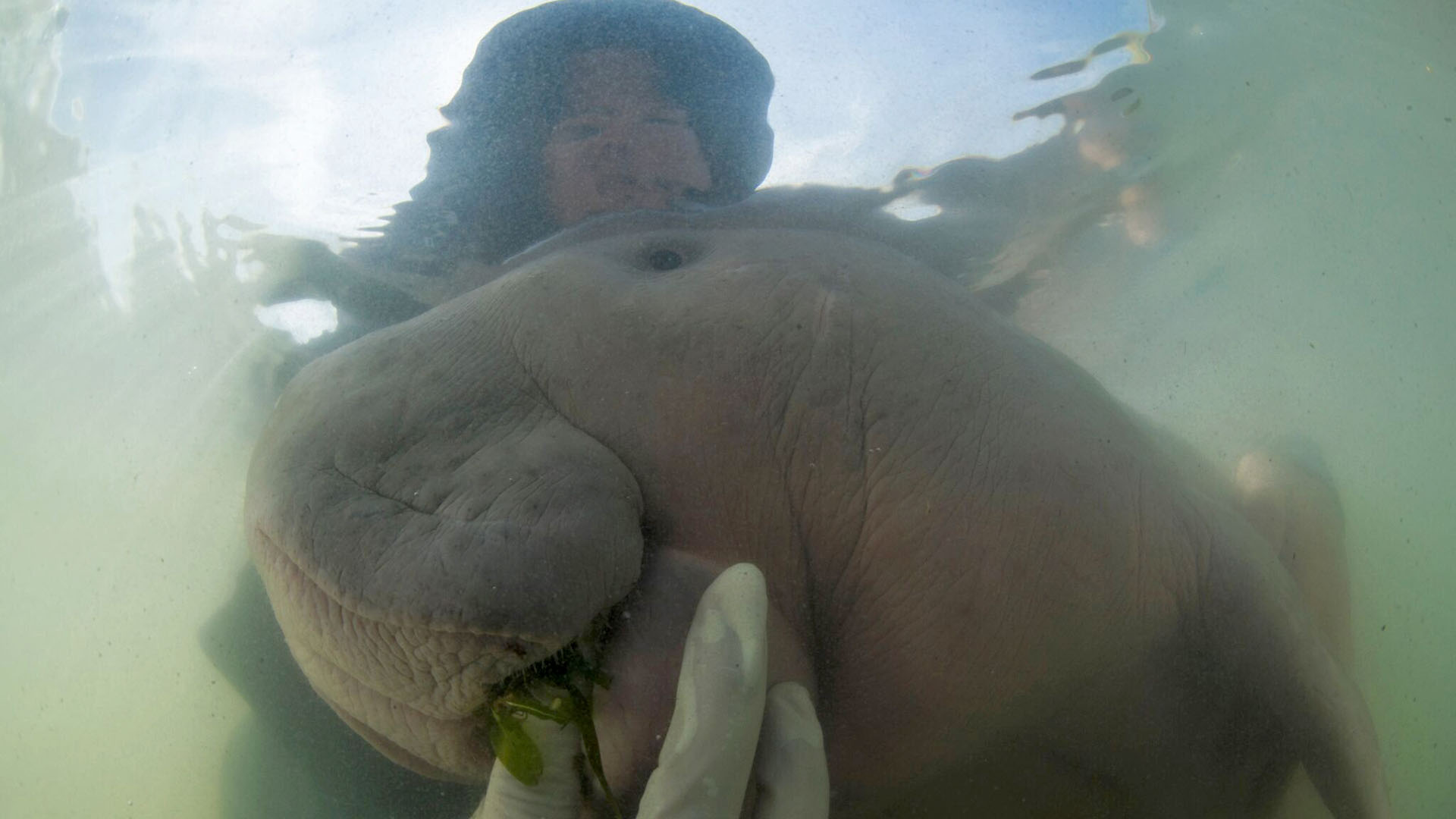 Una cría de dugongo que ha desarrollado un apego a los humanos tras perderse en el océano del sur de Tailandia está siendo alimentada por expertos marinos con la esperanza de que algún día pueda valerse por sí misma, en esta foto de archivo de 2019 (AP)