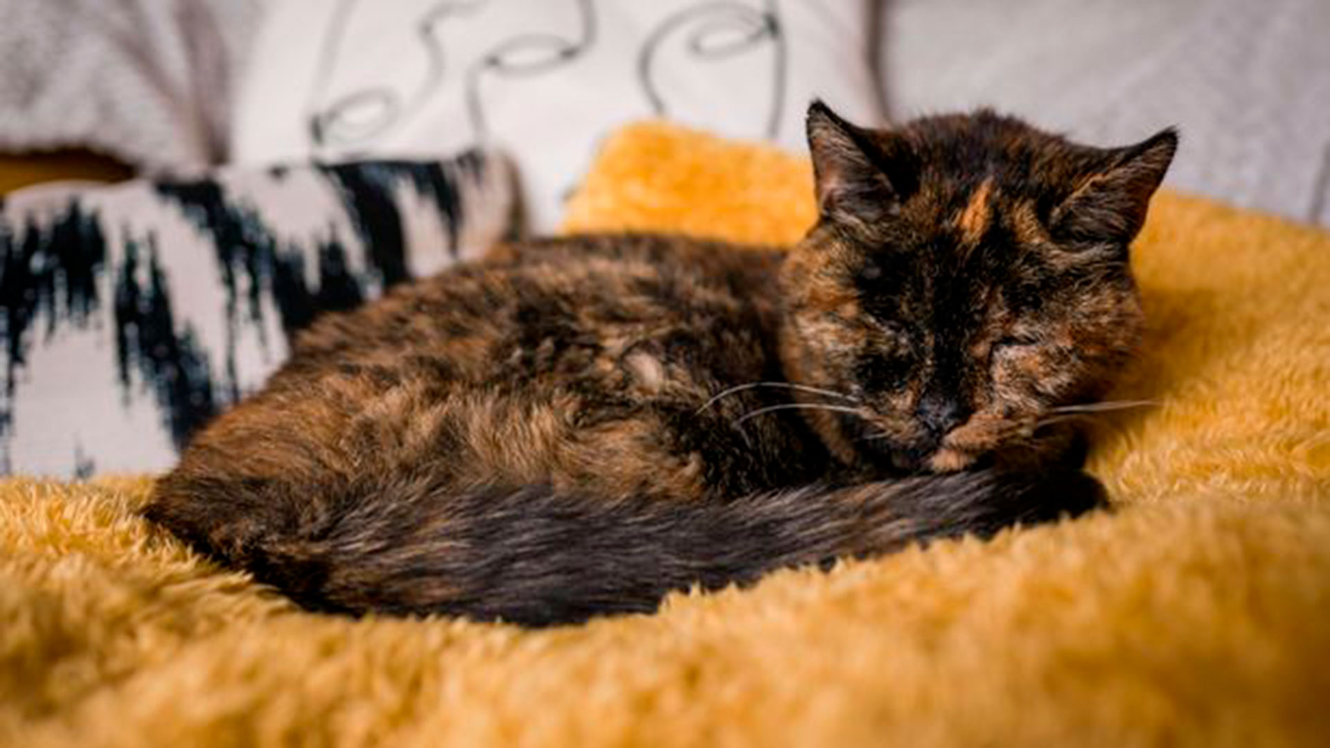 Su nueva dueña espera que el caso de Flossie influye para que las personas adopten a más gatos viejos (Cats Protection / Guinness World Records)
