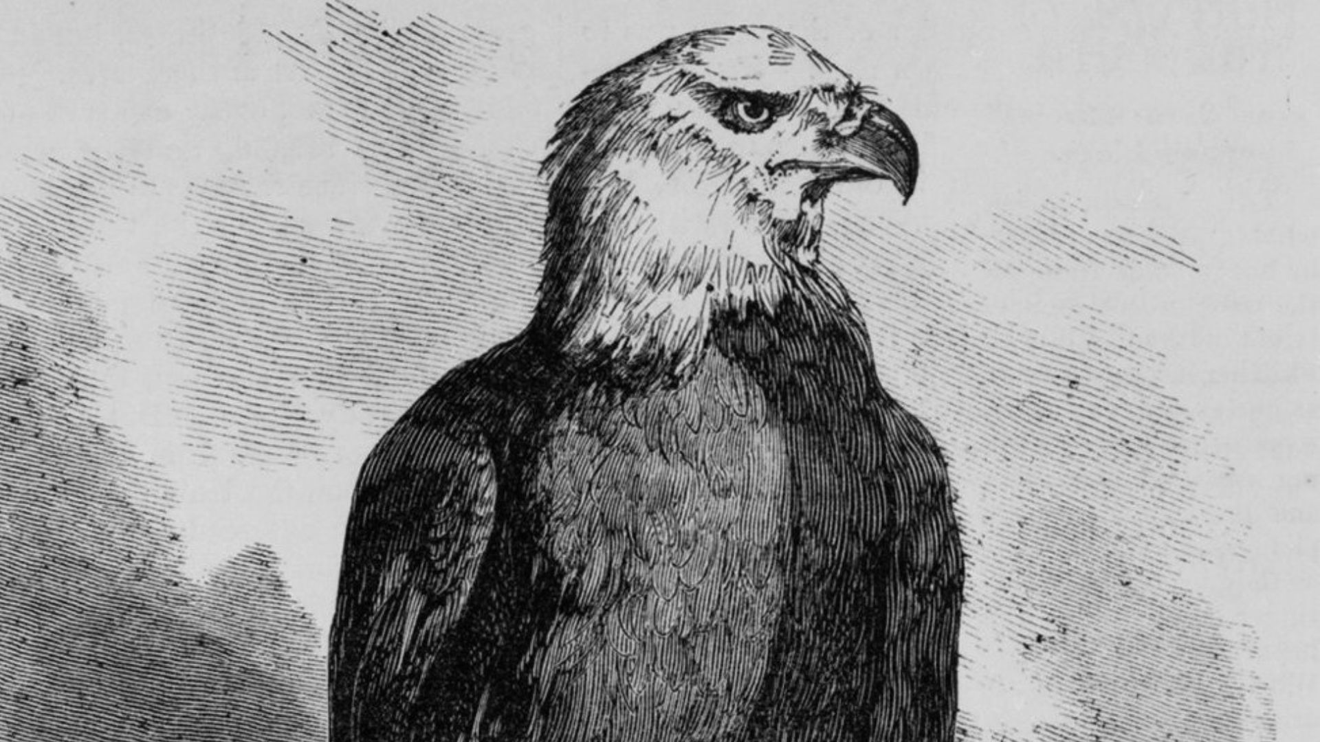 El legado de Old Abe, el águila calva que sobrevoló el campo de batalla  durante la Guerra Civil - Infobae