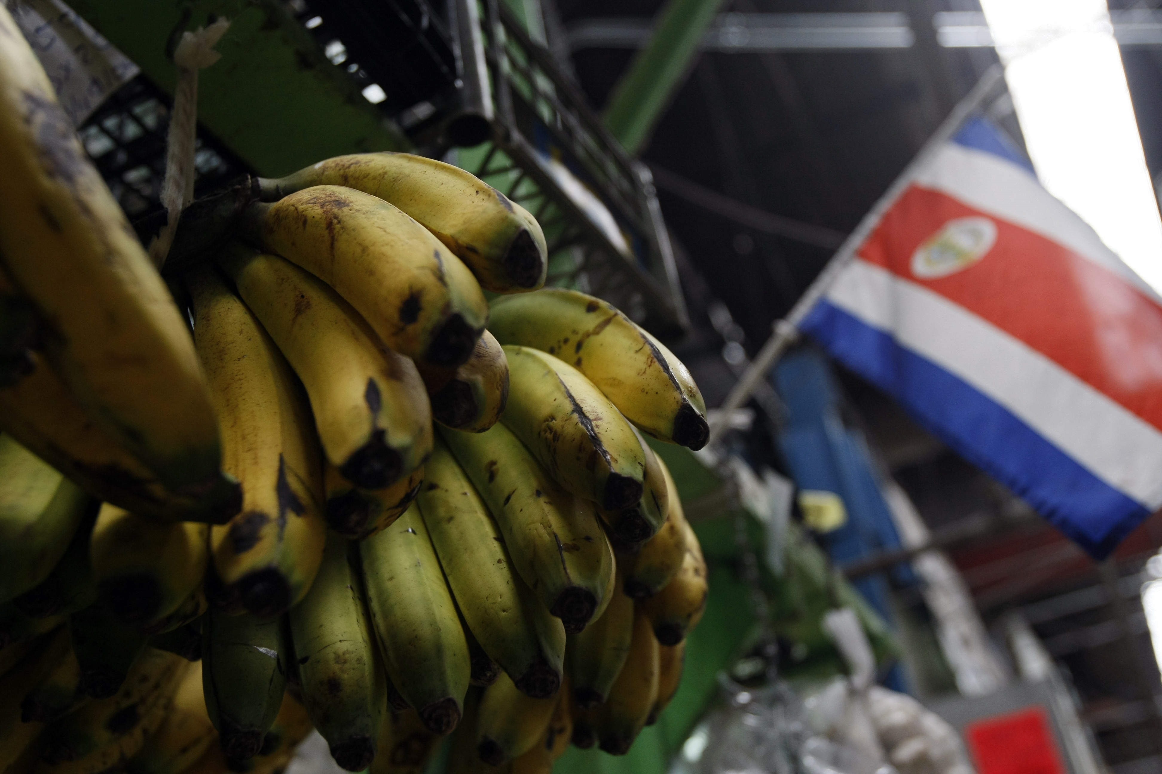 Costa Rica Aumentó Las Exportaciones De Banano En Un 7 Pese A La Pandemia Infobae 6579