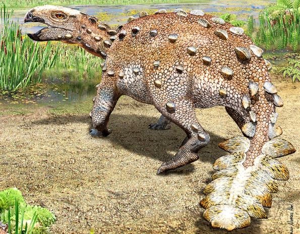Stegouros elengassen es el nombre de este nueva especie de dinosaurio acorazado que vivió hace 74 millones de años en el territorio de la actual Patagonia que pertenecía al megacontinente Gondwana.
(MAURICIO ÁLVAREZ)
