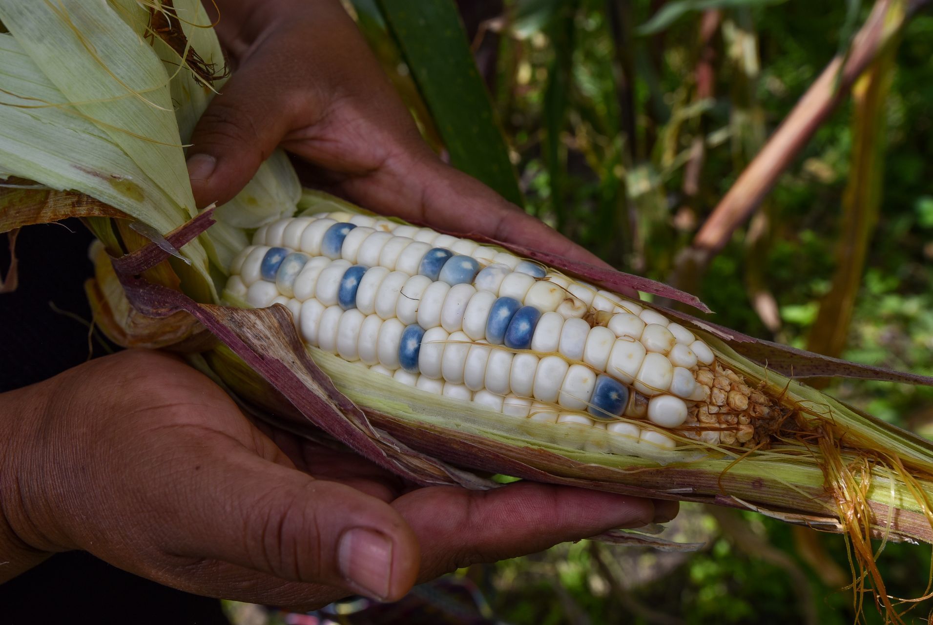 Temporada de elote: así lo cosechan las mujeres indígenas en Toluca -  Infobae