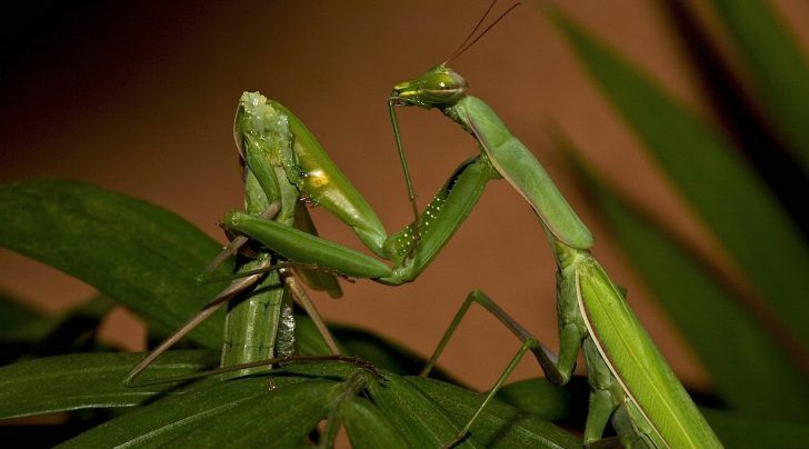 Las hembras mantis suelen devorar a los machos después del acto sexual.