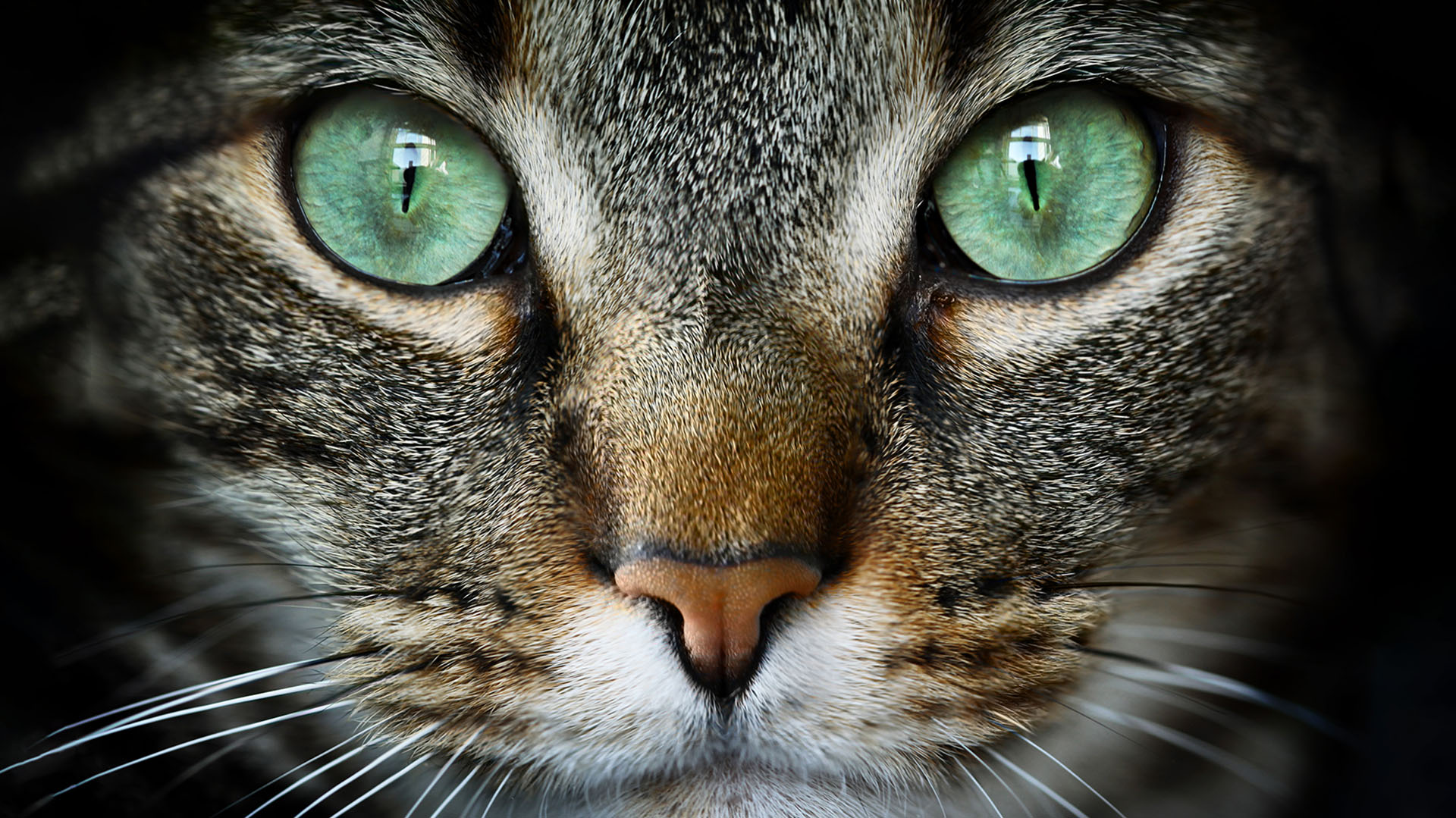 By making “little eyes” on us, cats are communicating with us and telling us that everything is fine / (Getty Images)