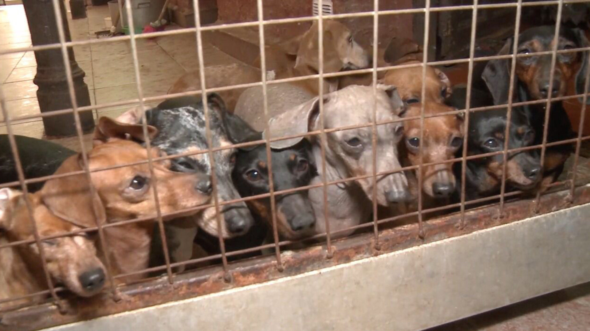 Entre los canes rescatados había varios cachorros de pocos días de vida