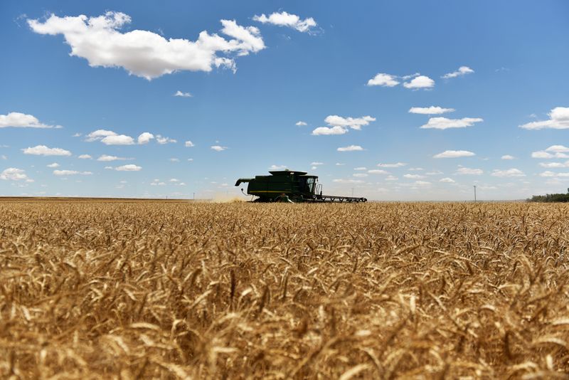 FOTO DE ARCHIVO: Una segadora cosecha trigo de invierno en Corn, Oklahoma, Estados Unidos. 12 de junio, 2019. REUTERS/Nick Oxford/Archivo