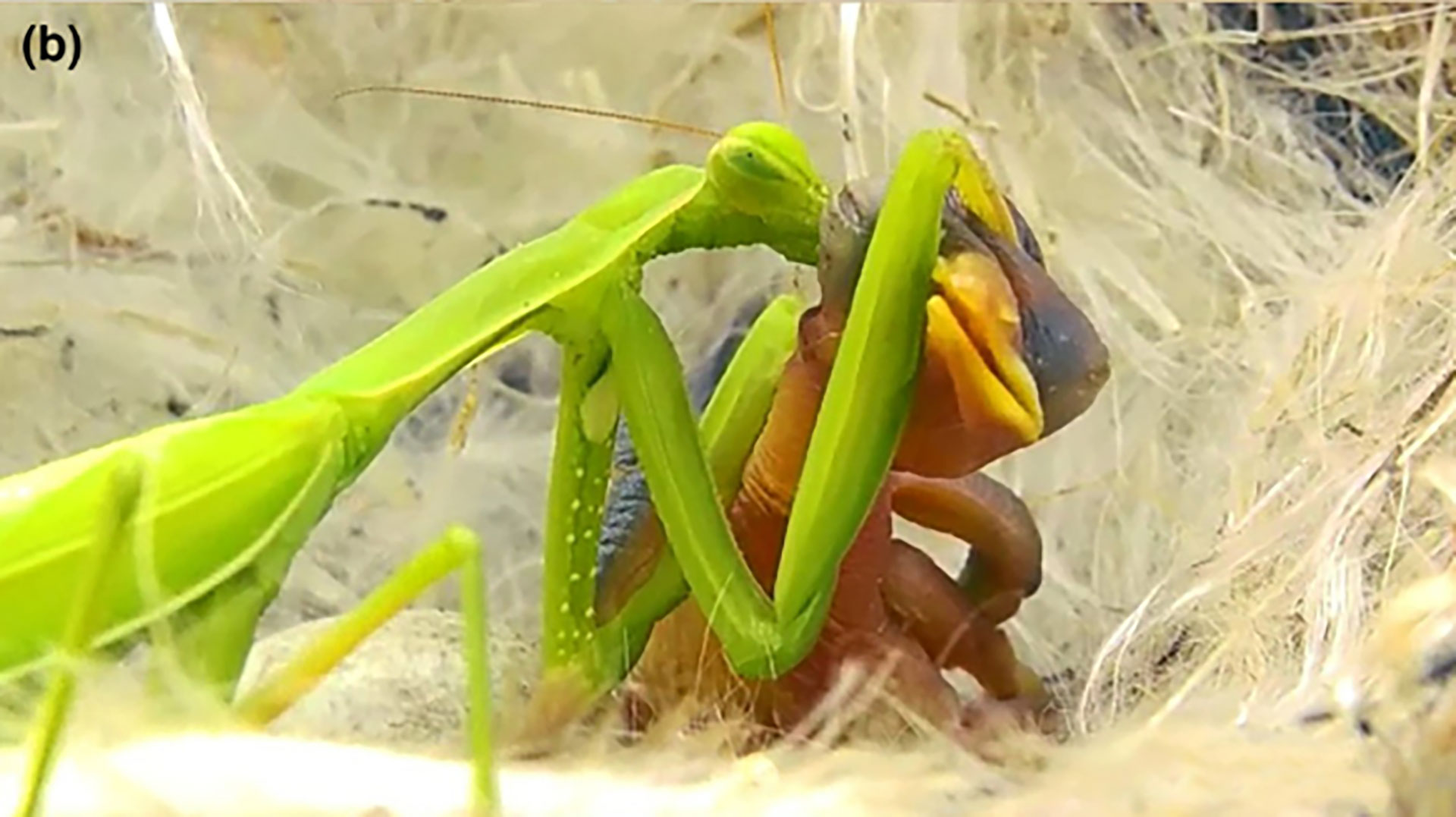 En las imágenes, los científicos observaron a la mantis religiosa depredando a dos pájaros en un lapso de 30 días / (Gentileza: Mahmud Kolnegari, Antonio Fasano, Khalil Zareie y Connor T Panter)