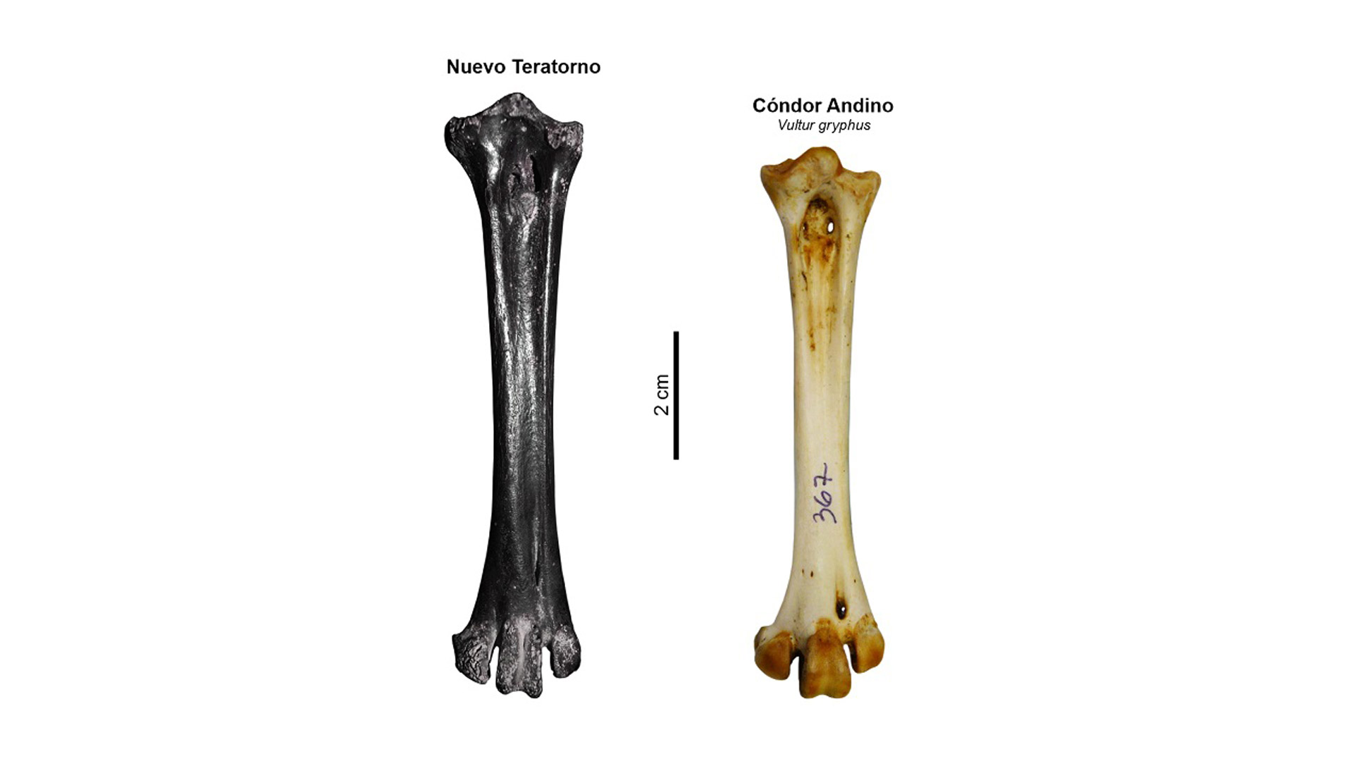 Comparación de los huesos de un Nuevo Teratorno versus el Cóndor