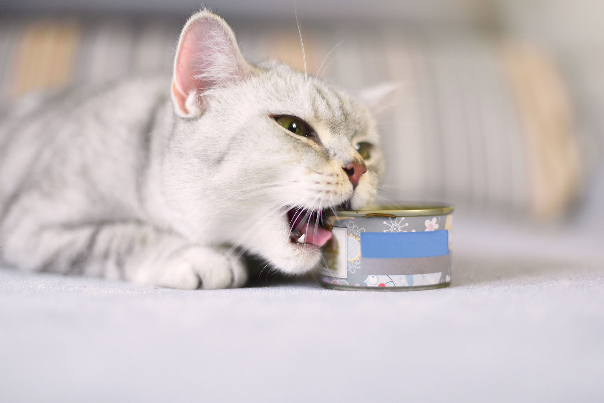 Con 19 millones de terminaciones nerviosas, los gatos tienen el sentido del olfato más agudo que el de los seres humanos (Getty)