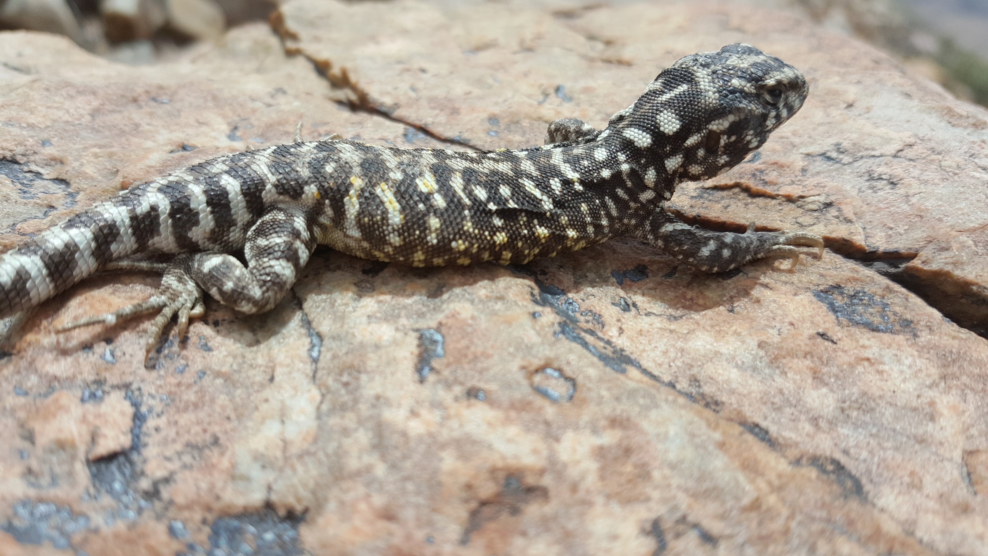 El lagarto Liolaemus messii fue descripto en 2021. Habita en la zona de Pre Puna en Salta, Argentina (CONICET)