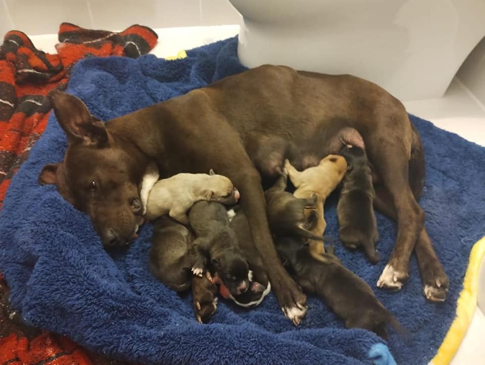 La can dio a luz a sus crias en la madrugada del 22 de marzo, los alumnos lograron recaudar más de 100 dolares en efectivos para los cuidados de los cachorros (Facebook)