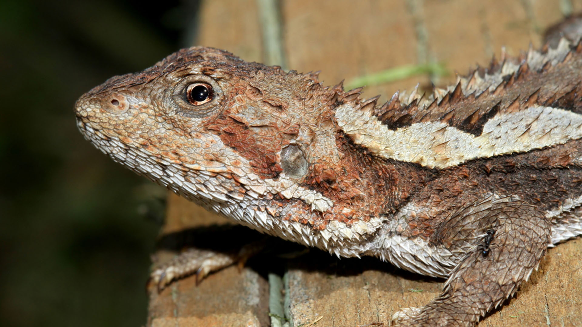 Cuándo es el próximo feriado en noviembre 2025