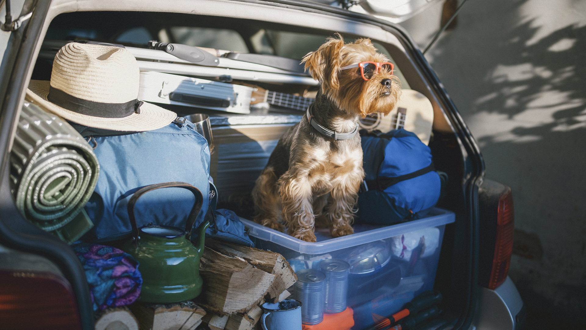 Guía para elegir la guardería para nuestros perros antes de salir de viaje