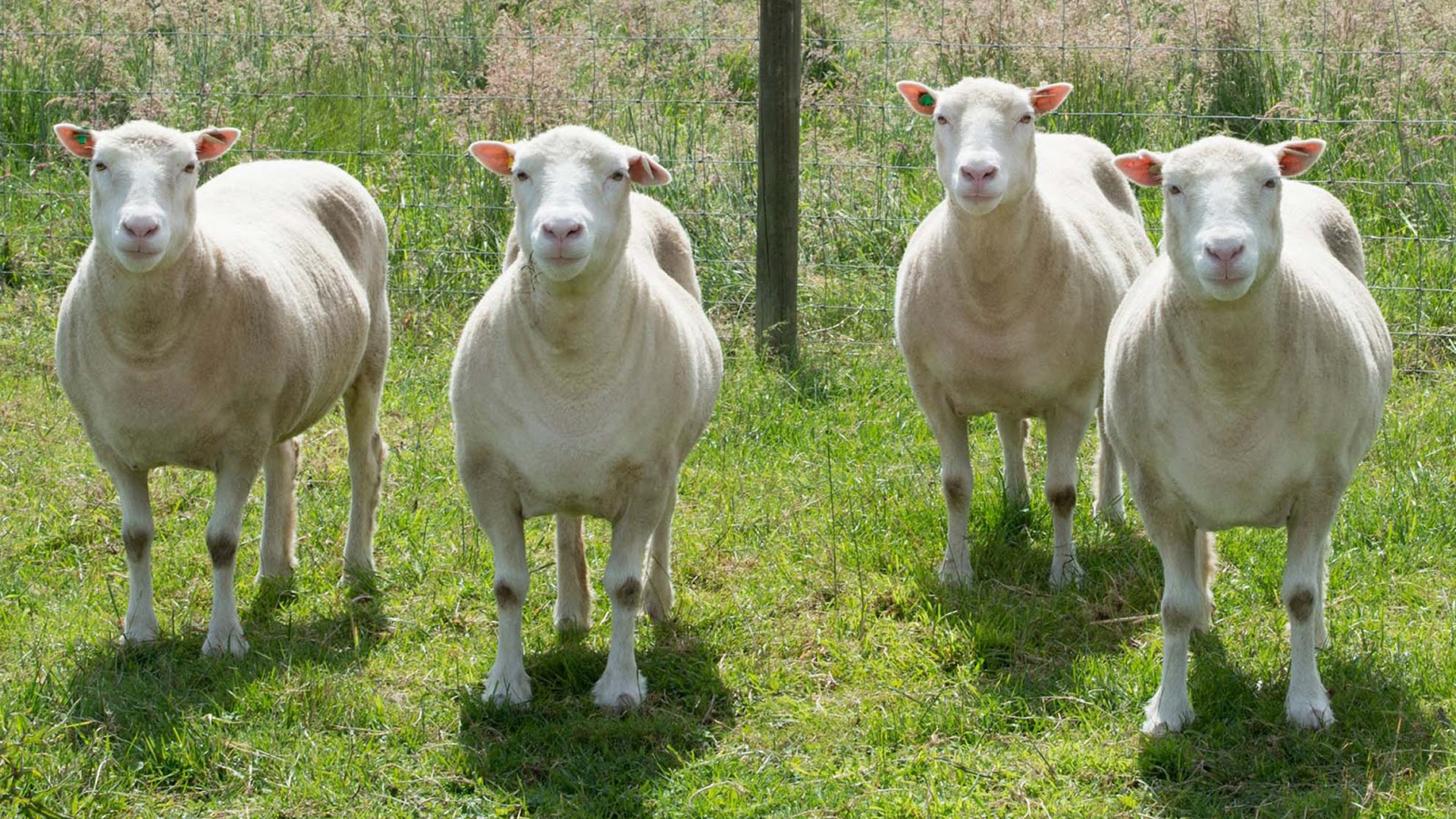 Debbie, Denise, Dianna y Daisy, las cuatro descendientes de Dolly que nacieron en 2007