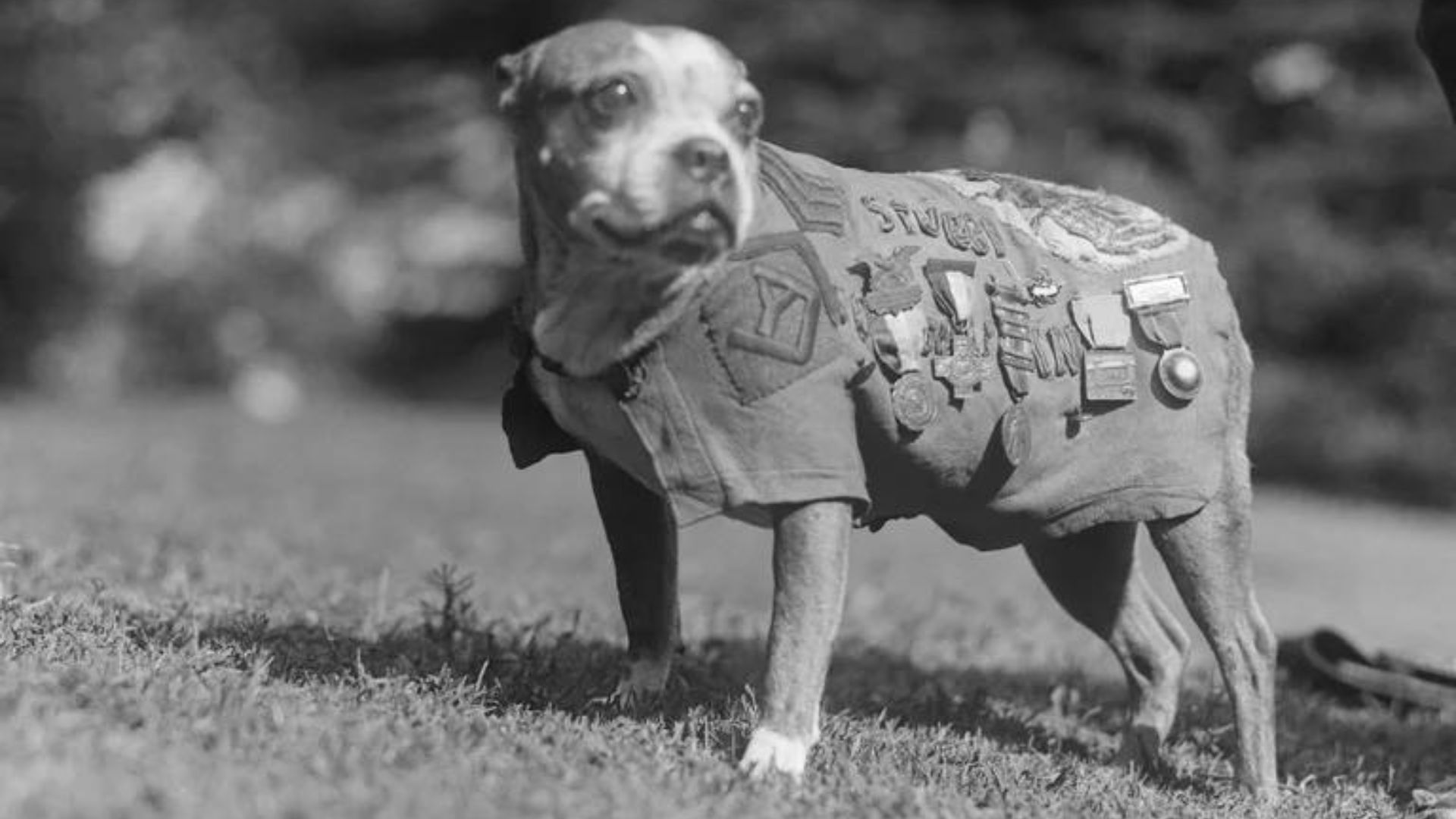 Stubby, un veterano de la especie canina de 9 años. Ha pasado por la Guerra Mundial como mascota del Regimiento 102 Infantería, 26.ª División Yankee. Stubby visitó la Casa Blanca para visitar al presidente Coolidge. (Bettmann | Bettmann Archive)