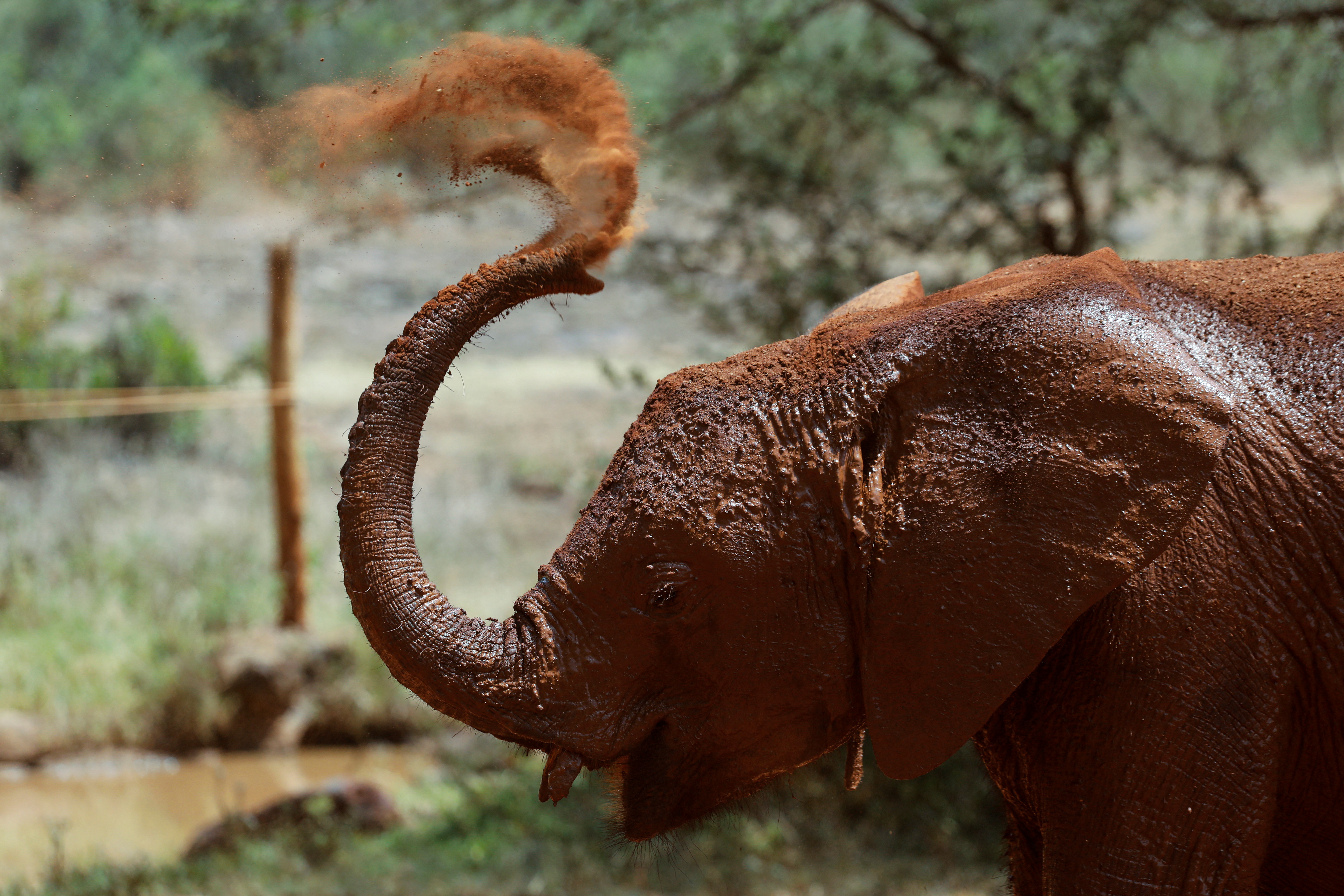 Los elefantes perciben frecuencias más bajas que nosotros  y una gran cantidad de insectos son muy sensibles a las vibraciones a través de sus patas (REUTERS)
