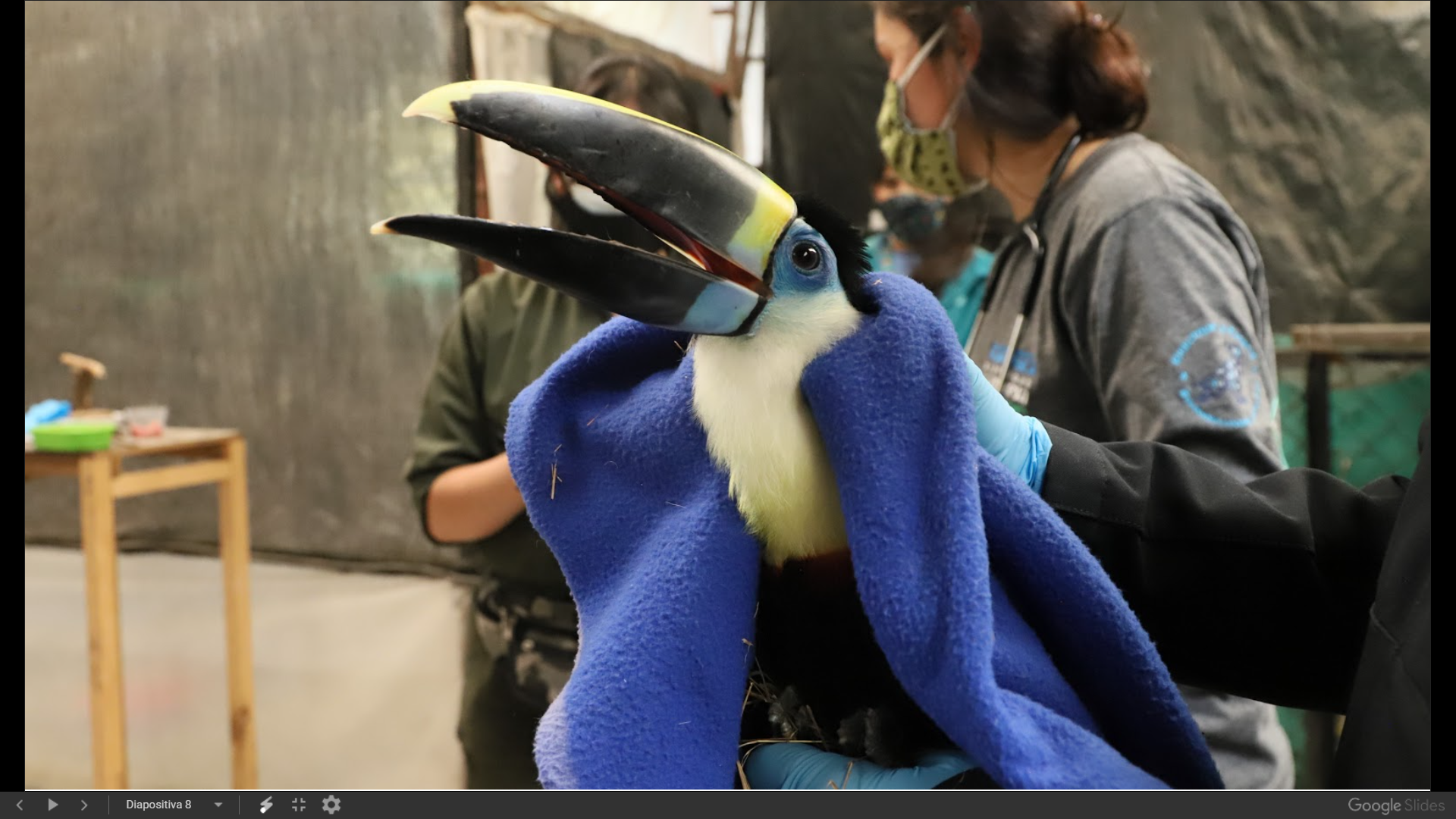 Fiscalía rescató animales silvestres durante el puente festivo de Reyes -  Infobae